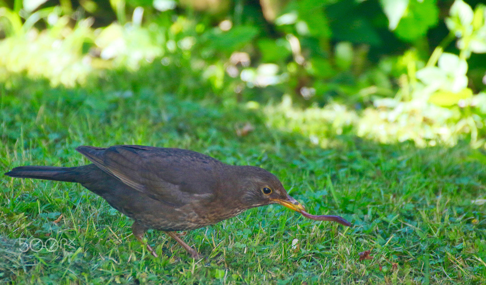 Canon EF 100-400mm F4.5-5.6L IS USM sample photo. Der frühe vogel.... photography