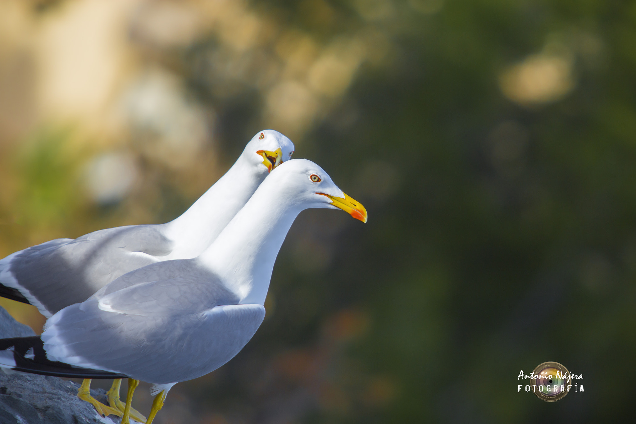 Canon EOS 6D + Canon EF 70-200mm F2.8L USM sample photo. ¿me quieres mirar cuándo te hablo...? photography