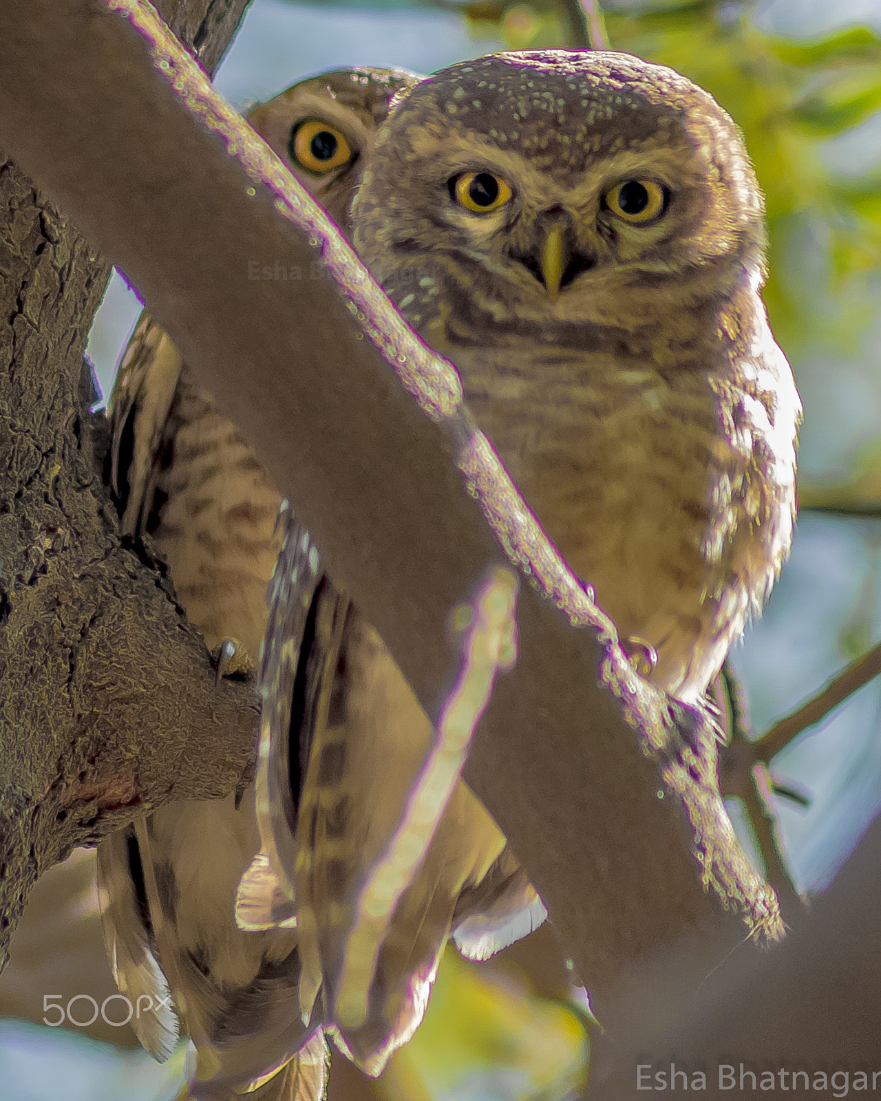 Nikon D610 + Sigma 50-150mm F2.8 EX APO DC HSM II + 1.4x sample photo. Spotted owlets (baby owls) photography