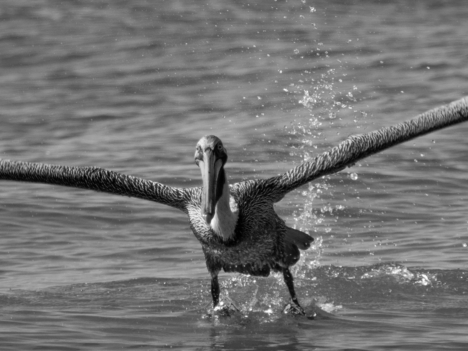 Olympus OM-D E-M1 Mark II + Olympus M.Zuiko Digital ED 40-150mm F2.8 Pro sample photo. Tap dancing. photography