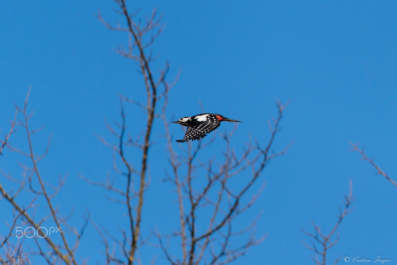 Sigma 150-600mm F5-6.3 DG OS HSM | S sample photo. Flying woodpecker photography