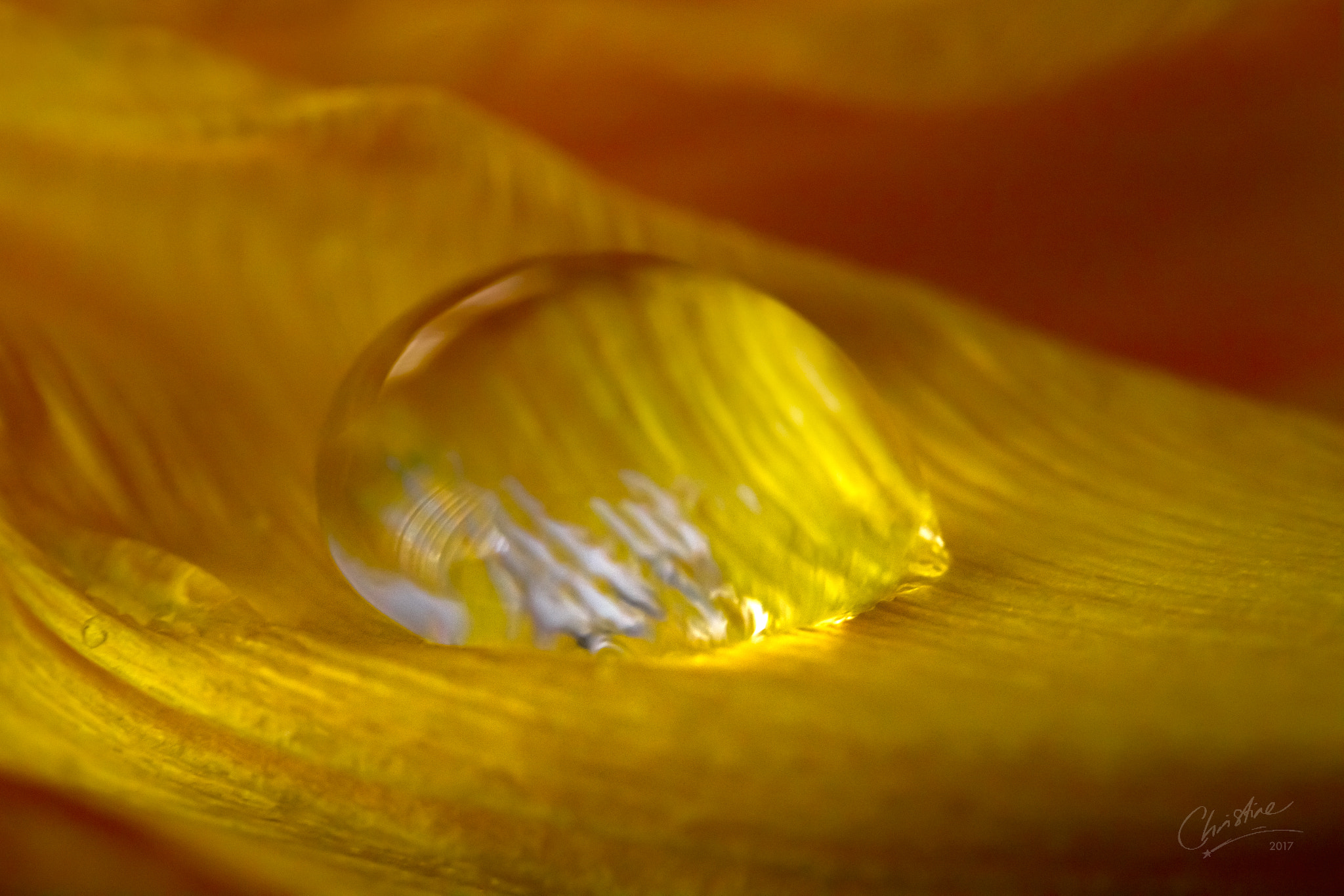 Canon EF-S 60mm F2.8 Macro USM sample photo. Yellow wave photography
