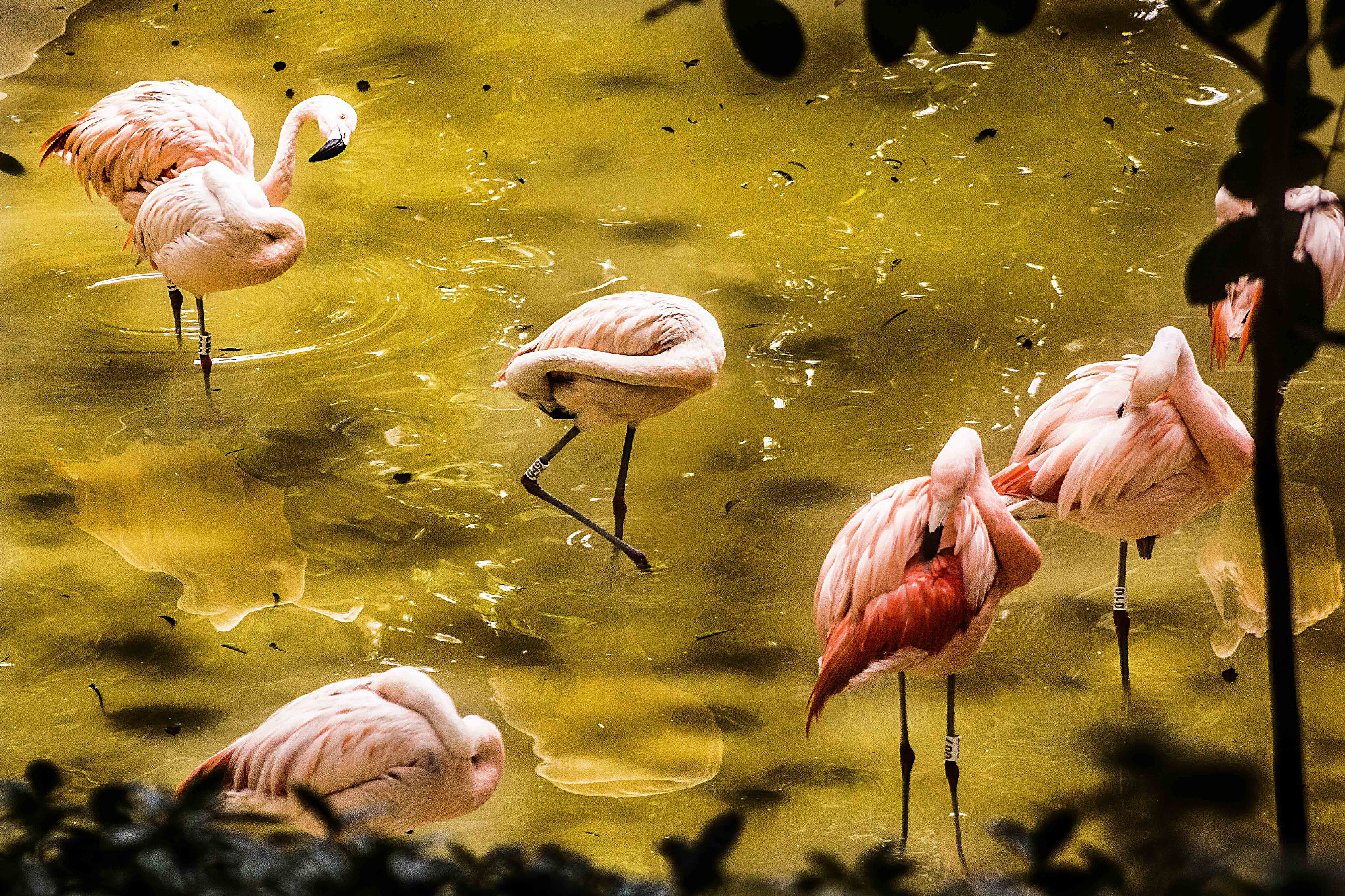 Canon EOS 70D + EF75-300mm f/4-5.6 sample photo. Penas na água photography
