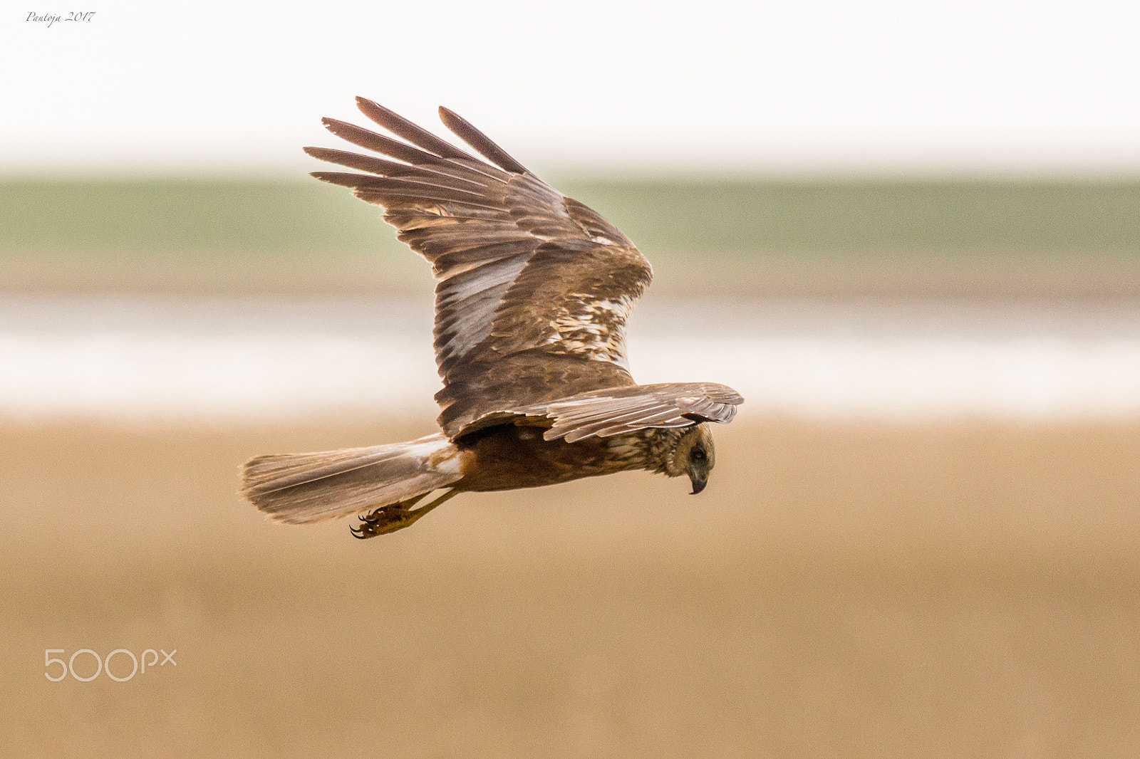 Sony SLT-A77 + Sony 70-400mm F4-5.6 G SSM sample photo. Marsh harrier photography