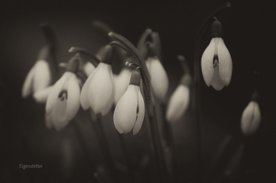 Pentax K-30 sample photo. Snowdrops photography