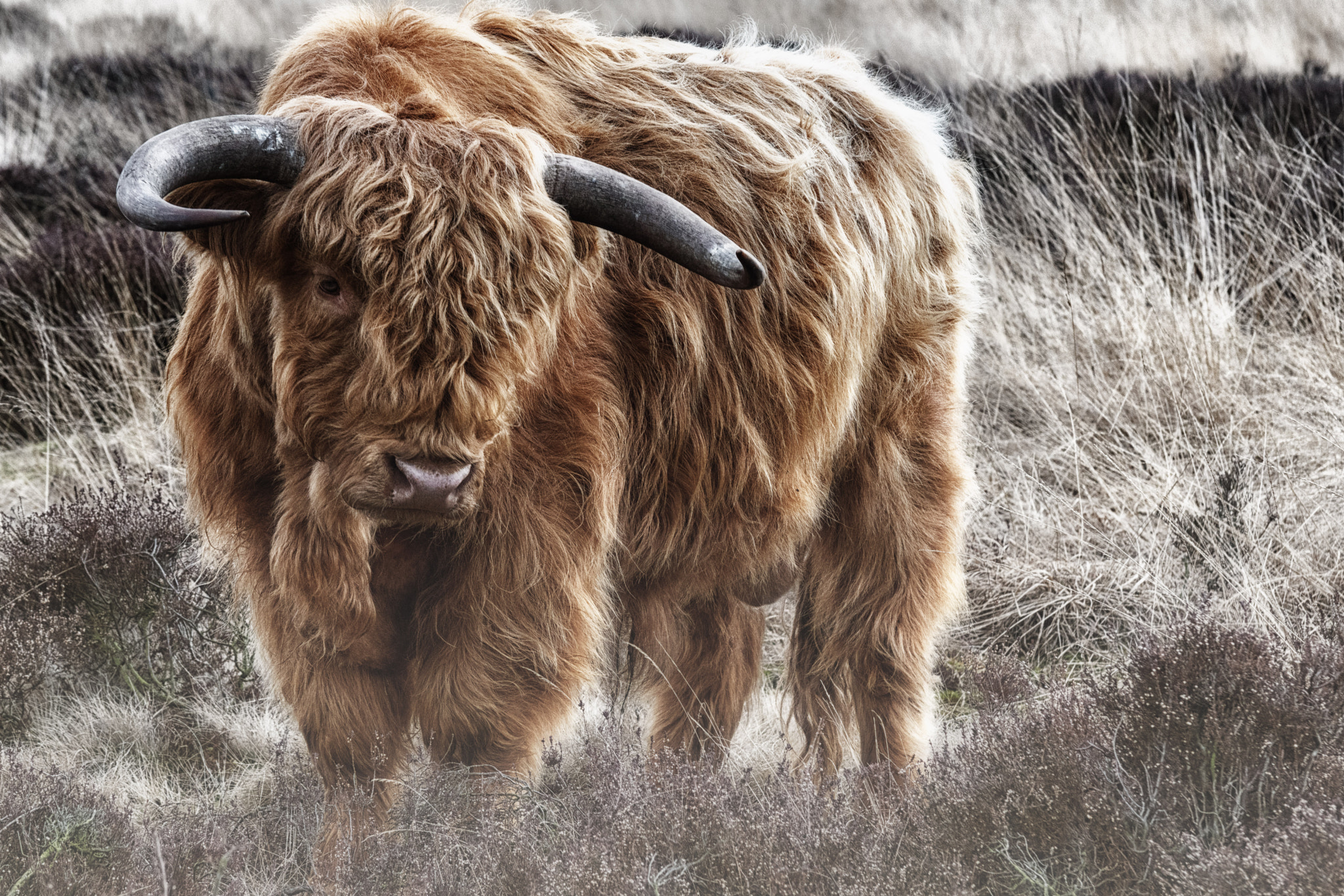 Sony ILCA-77M2 + 70-200mm F2.8 sample photo. Highlander cow photography