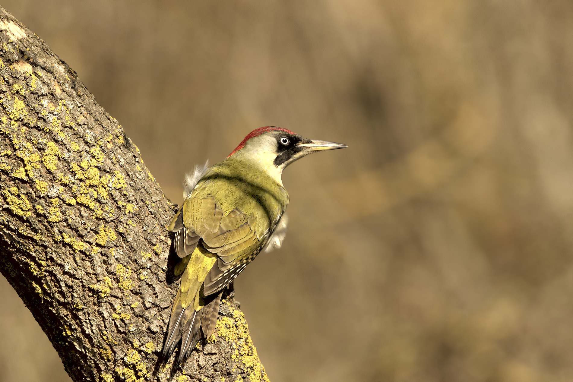 Canon EF 500mm F4L IS II USM sample photo. Picchio verde photography