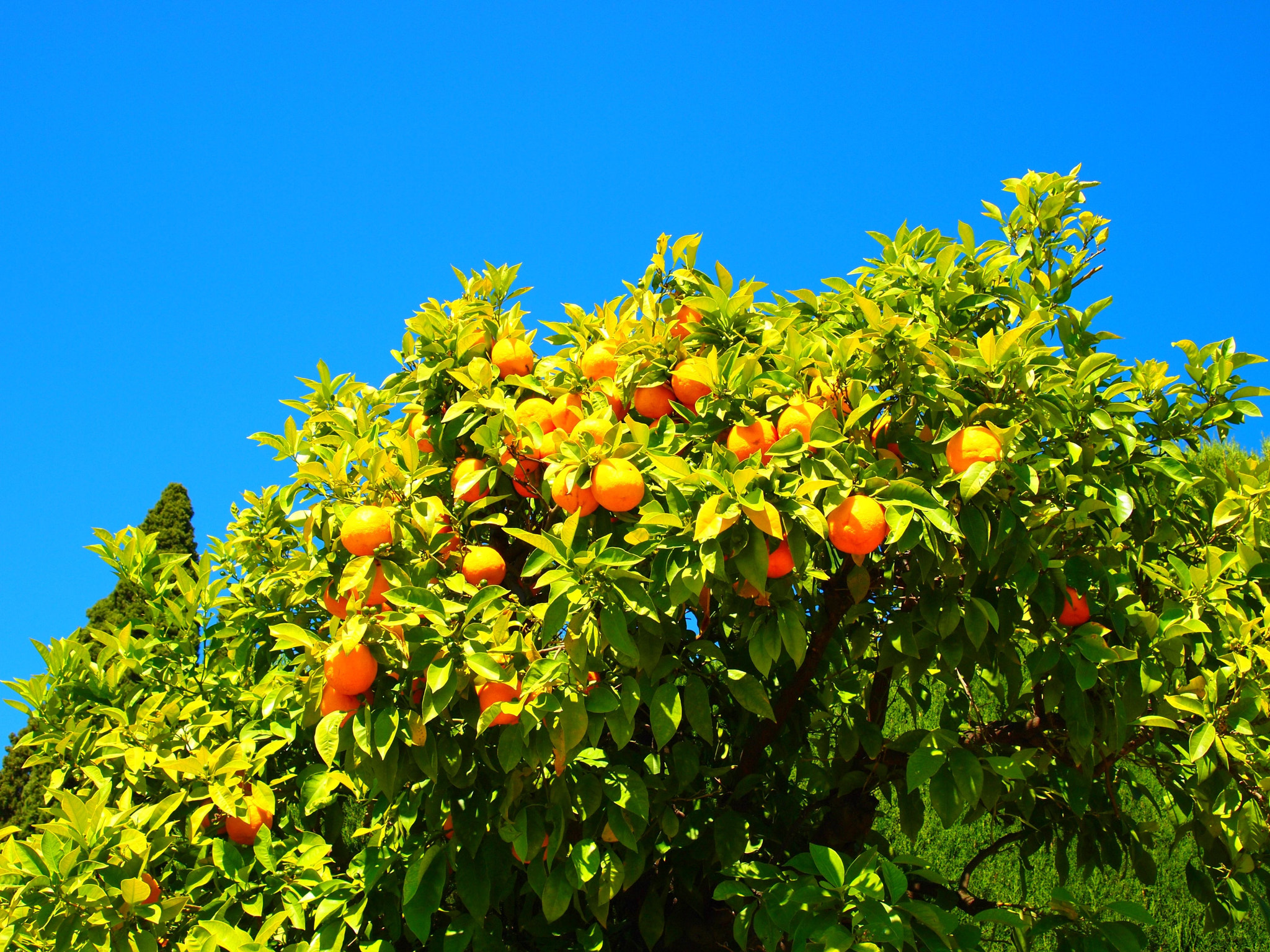 Olympus PEN E-P2 sample photo. Naranjas de alhambra photography