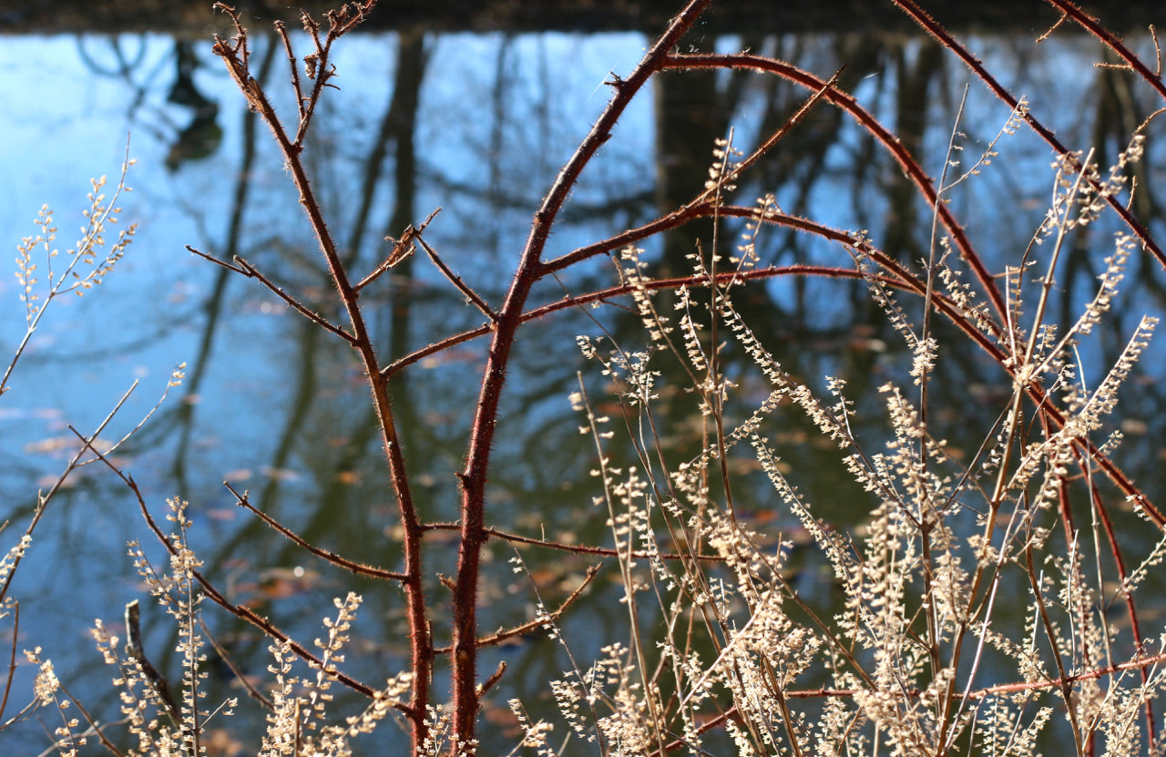 Canon EOS 100D (EOS Rebel SL1 / EOS Kiss X7) sample photo. Waters, branches, bicycle photography
