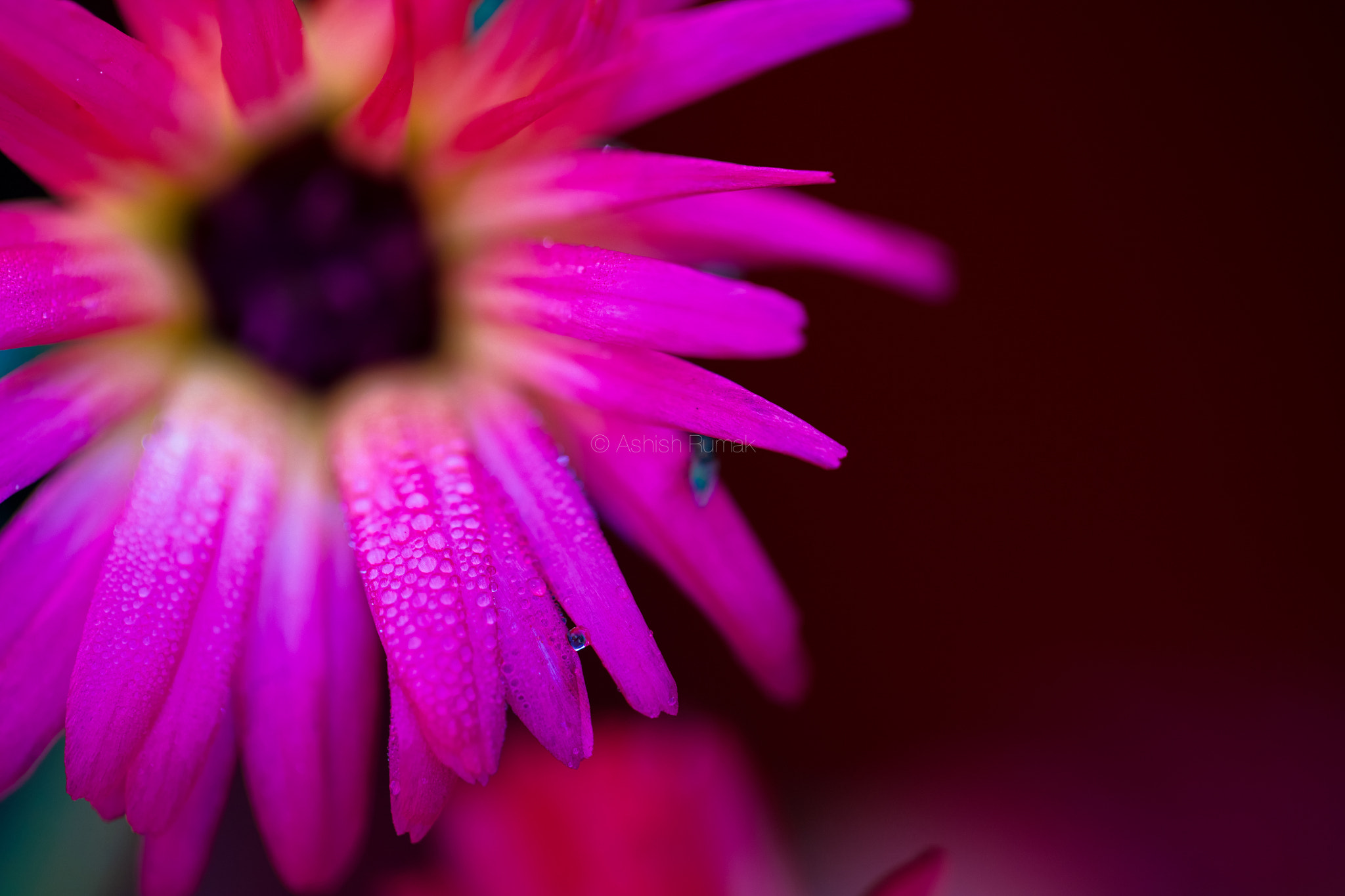 Canon EF 100mm F2.8L Macro IS USM sample photo. Dew drops photography