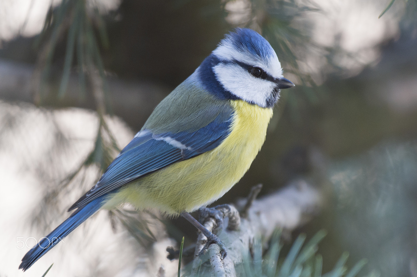 Nikon AF-S Nikkor 200-500mm F5.6E ED VR sample photo. Cinciarella photography