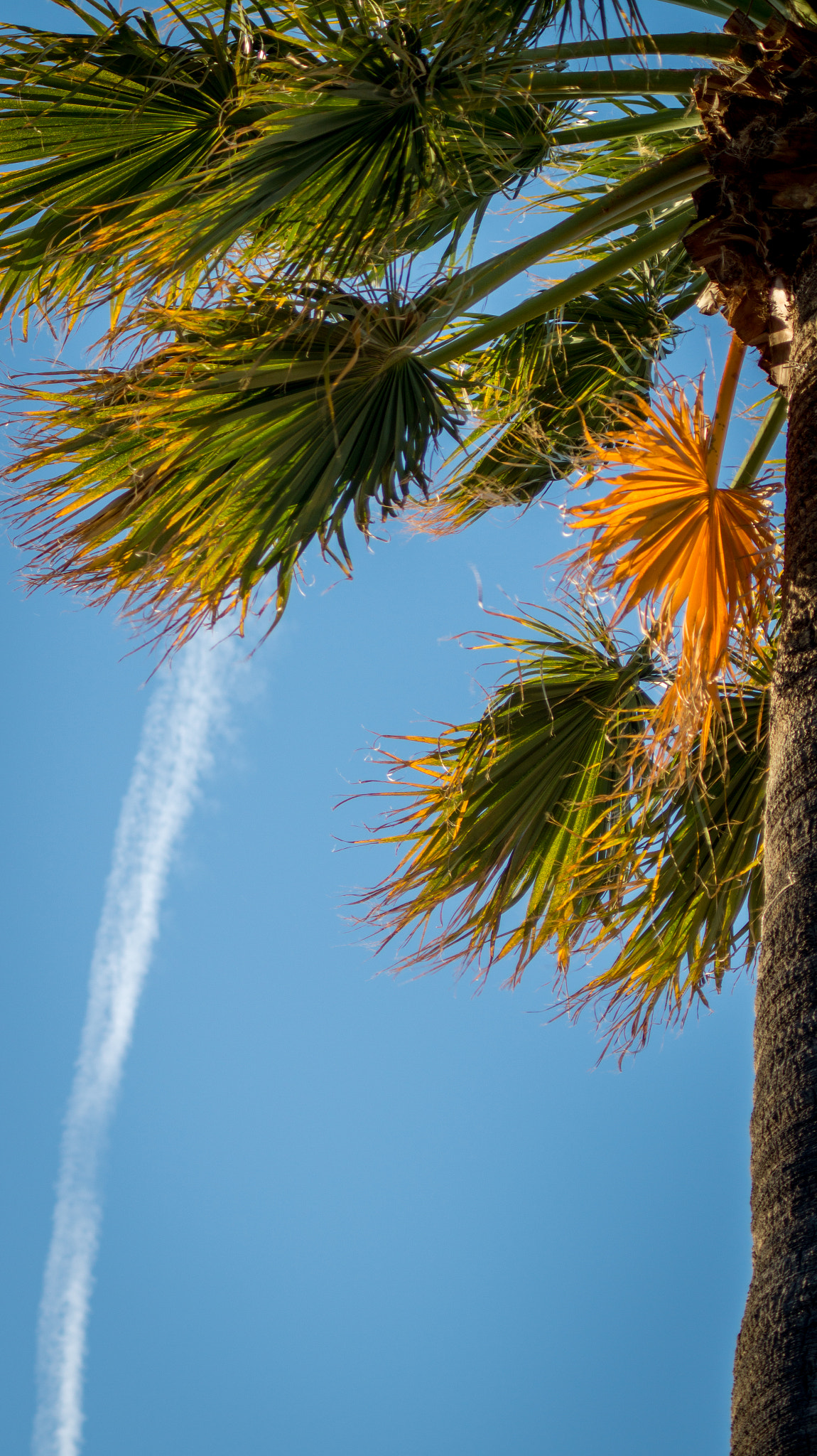 Sony SLT-A58 + Minolta AF 70-210mm F4 Macro sample photo. Palm tree photography