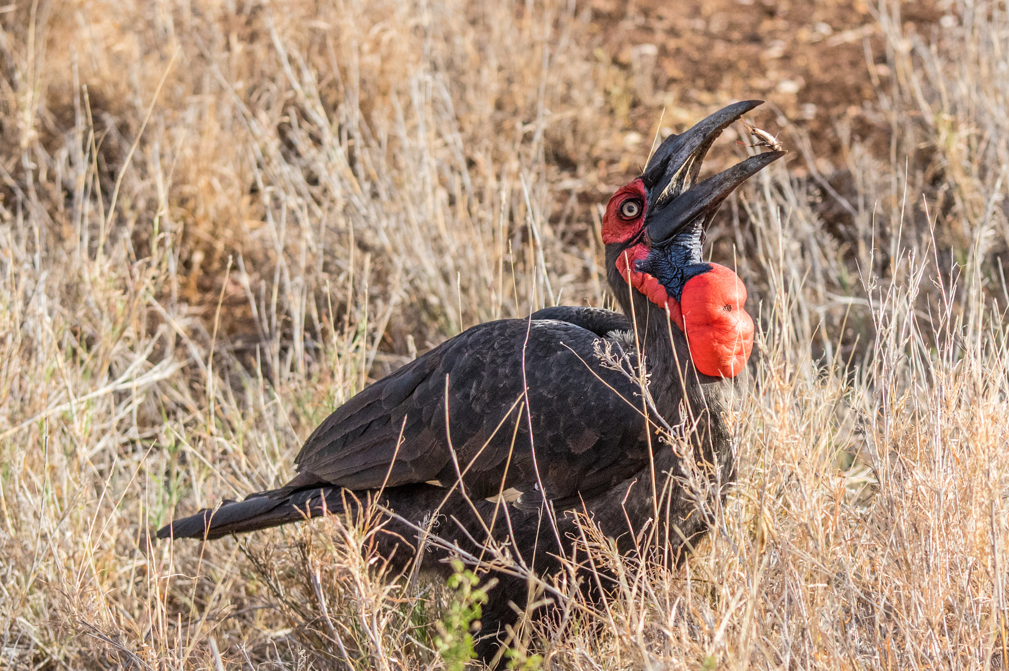 Tamron SP AF 70-200mm F2.8 Di LD (IF) MACRO sample photo. Ground hornbill feeding photography