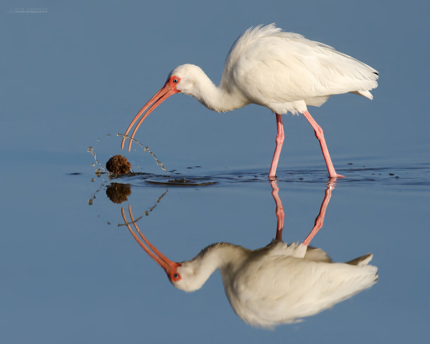 Nikon D7000 + Nikon AF-S Nikkor 600mm F4G ED VR sample photo. Ibis love note photography