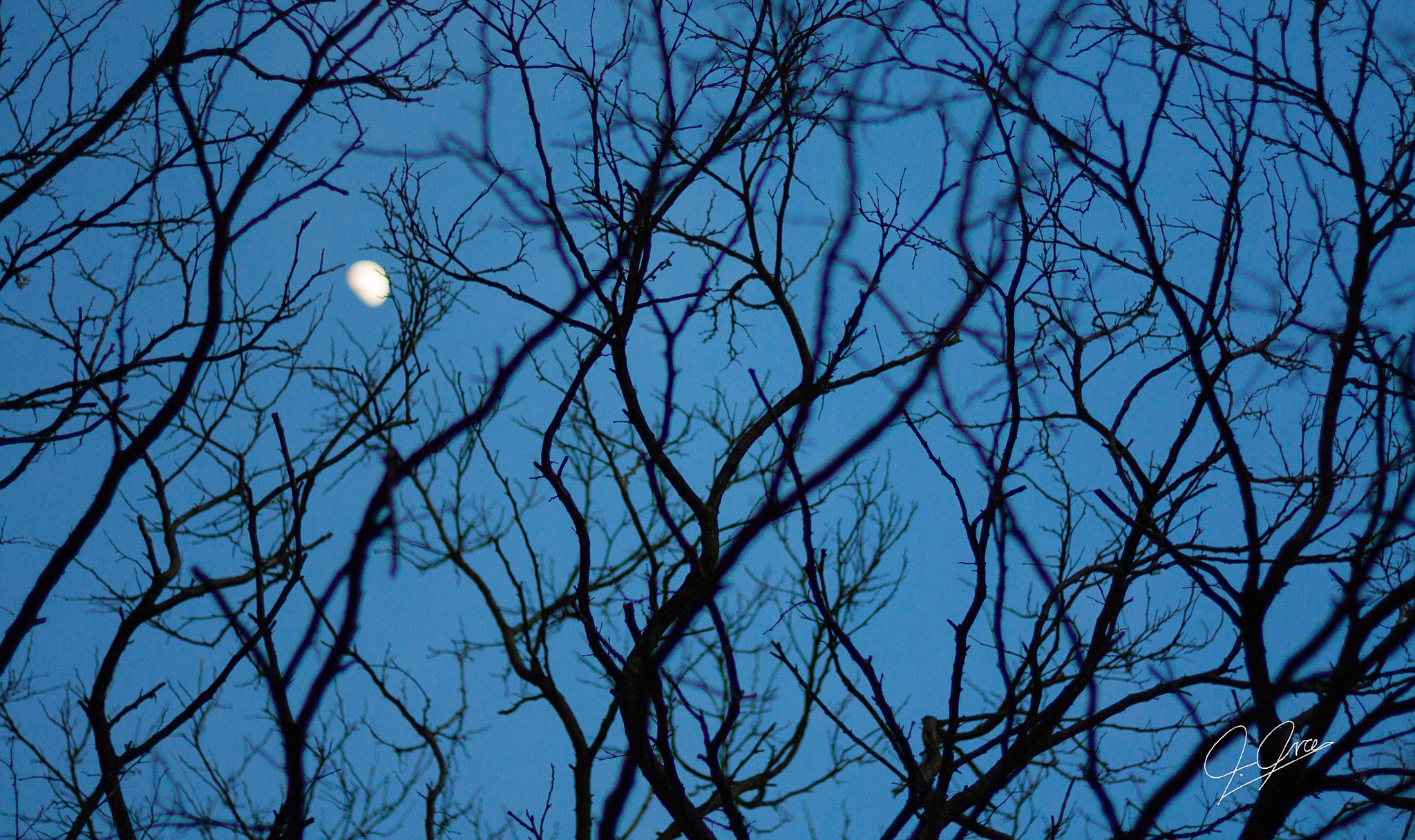 Canon EOS 450D (EOS Rebel XSi / EOS Kiss X2) + Canon EF 50mm F1.8 STM sample photo. Moon and branches photography