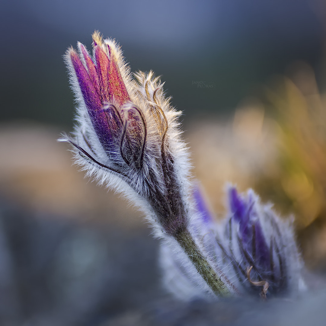 EF28-70mm f/2.8L USM sample photo. Morning lights photography