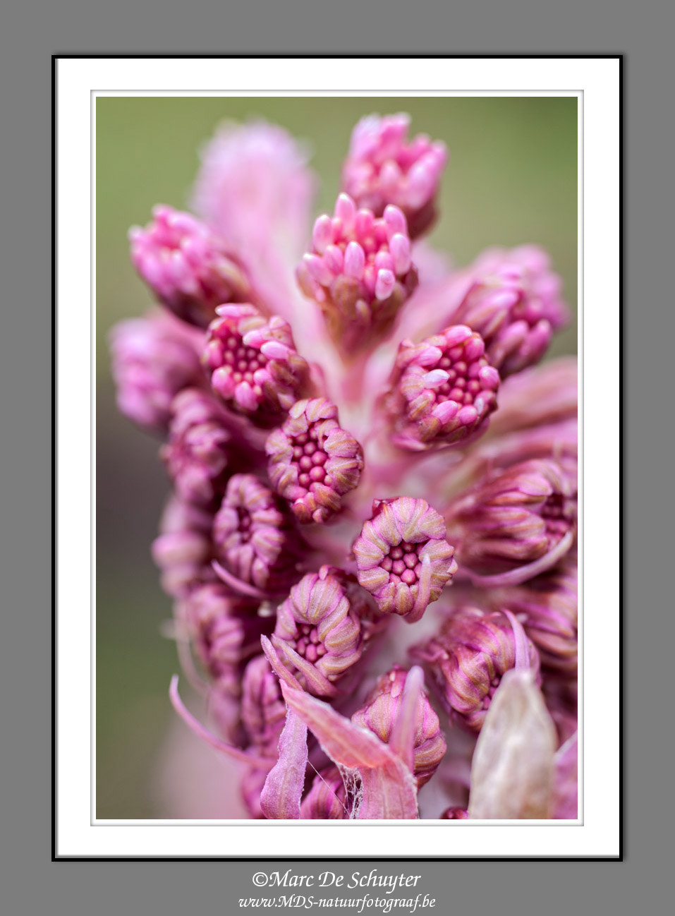 Canon TS-E 90mm F2.8 Tilt-Shift sample photo. Butterbur flowers photography