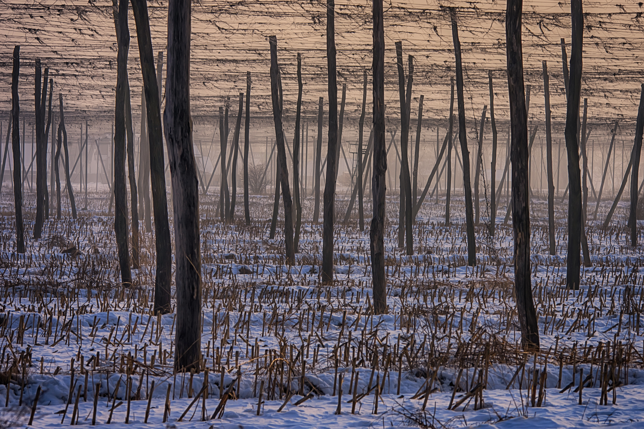 Nikon D7200 + Sigma 150-500mm F5-6.3 DG OS HSM sample photo. Ex hoops field photography