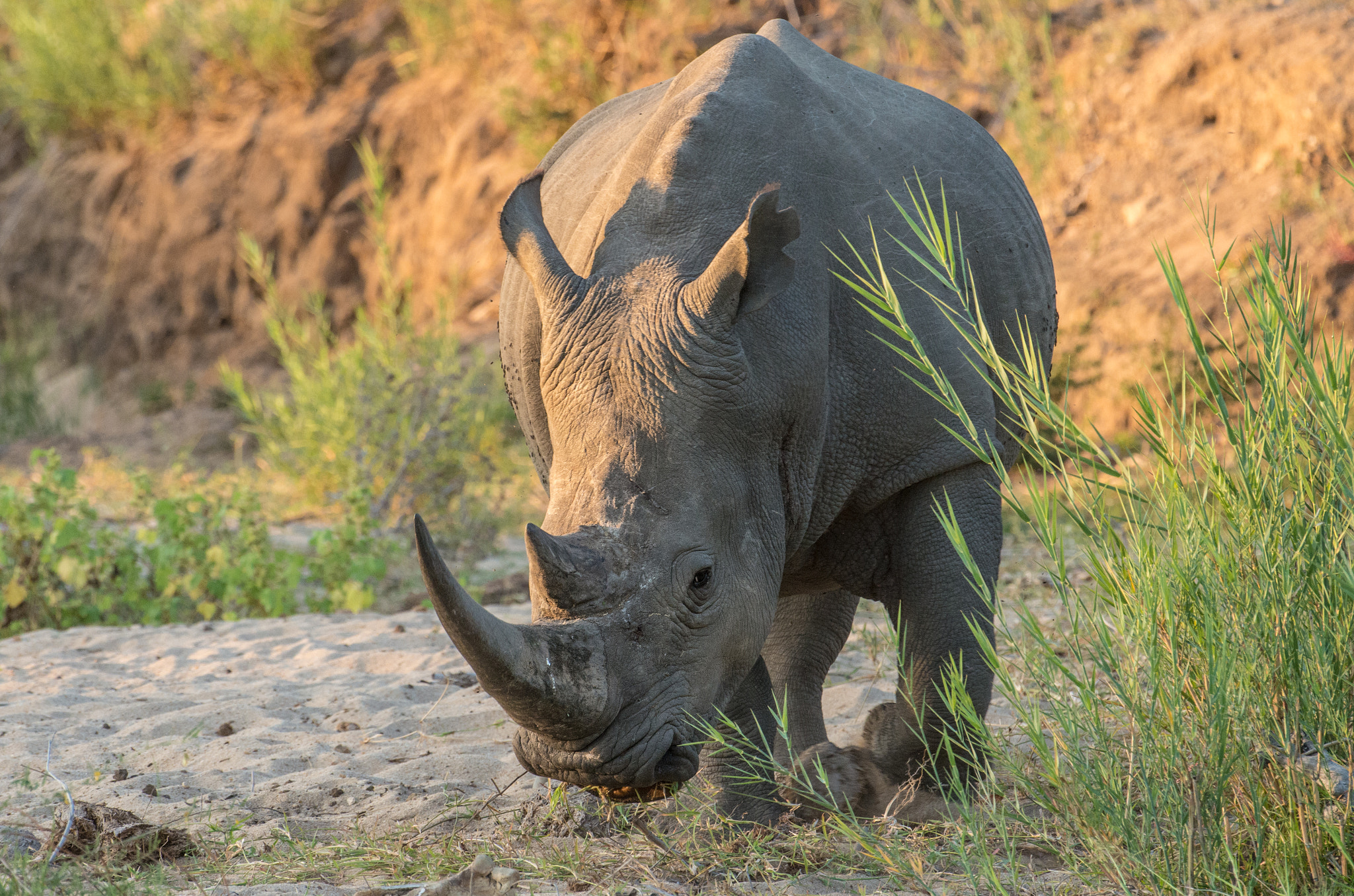 Pentax K-5 II sample photo. Suspicious rhino photography