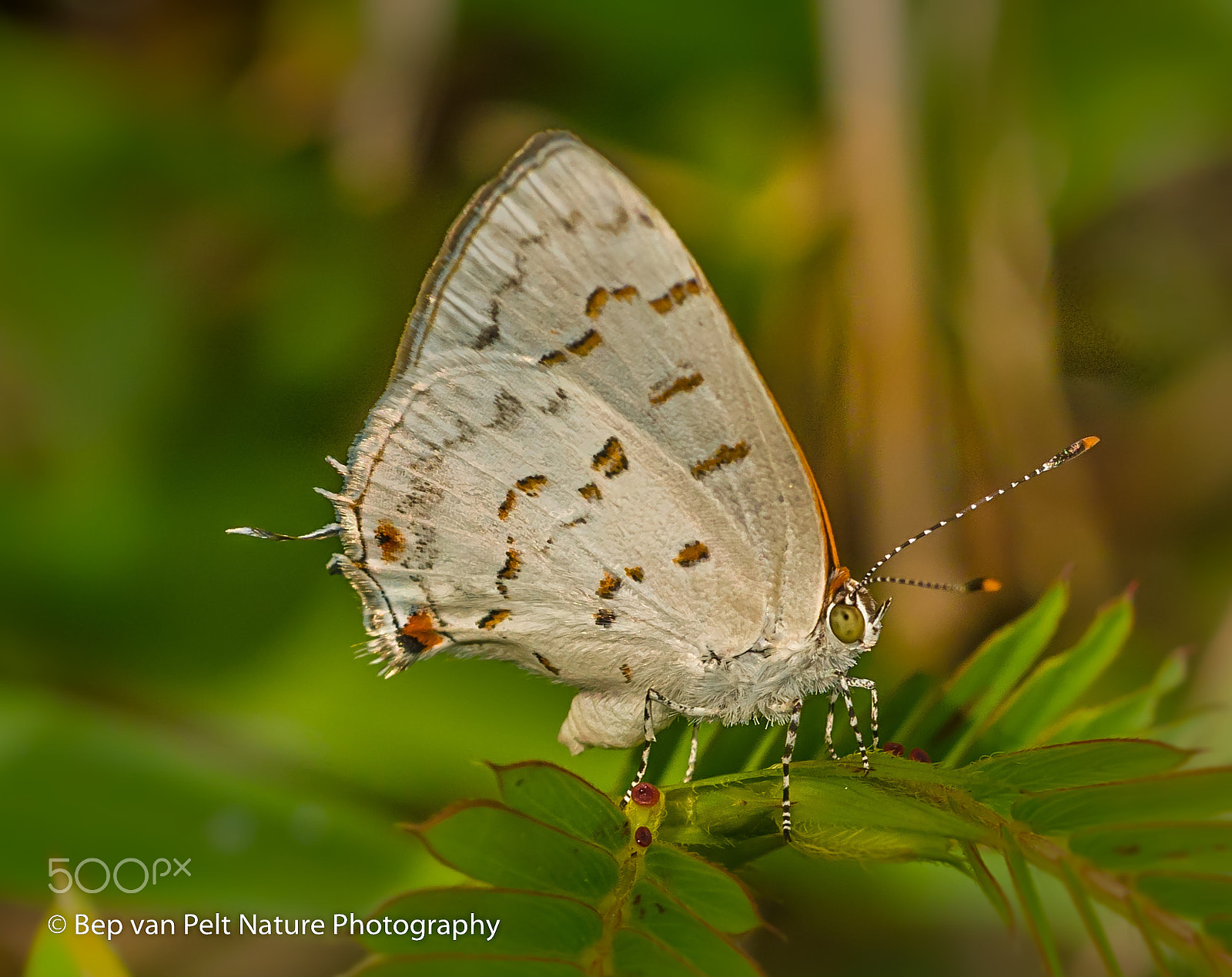 Nikon D500 + Sigma 50mm F2.8 EX DG Macro sample photo. Clytie hairstreak along sarapiqui riverside photography