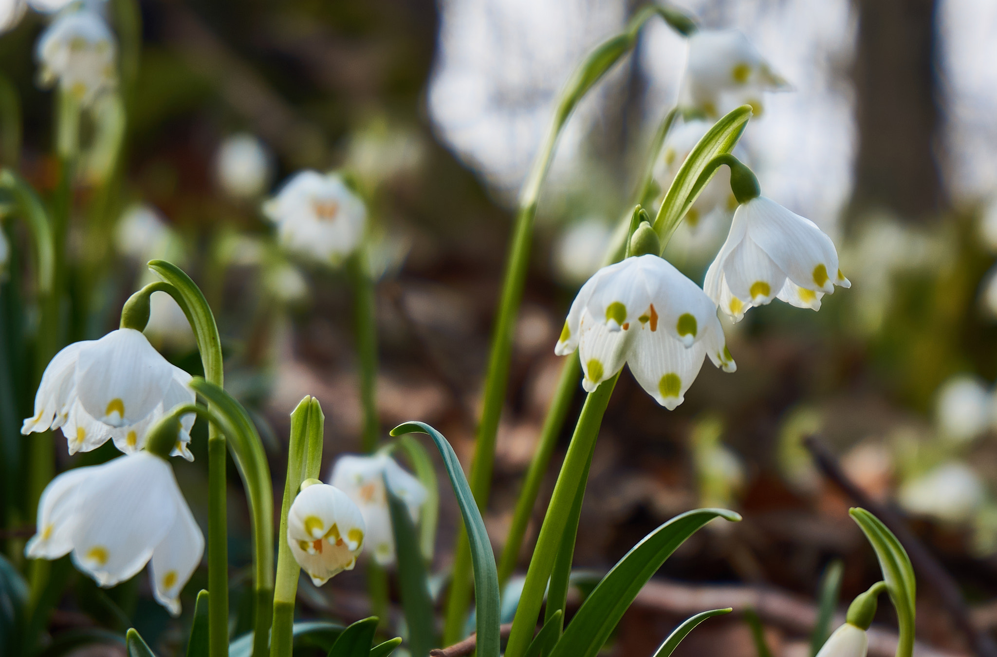 Sony Alpha NEX-5N sample photo. Spring photography
