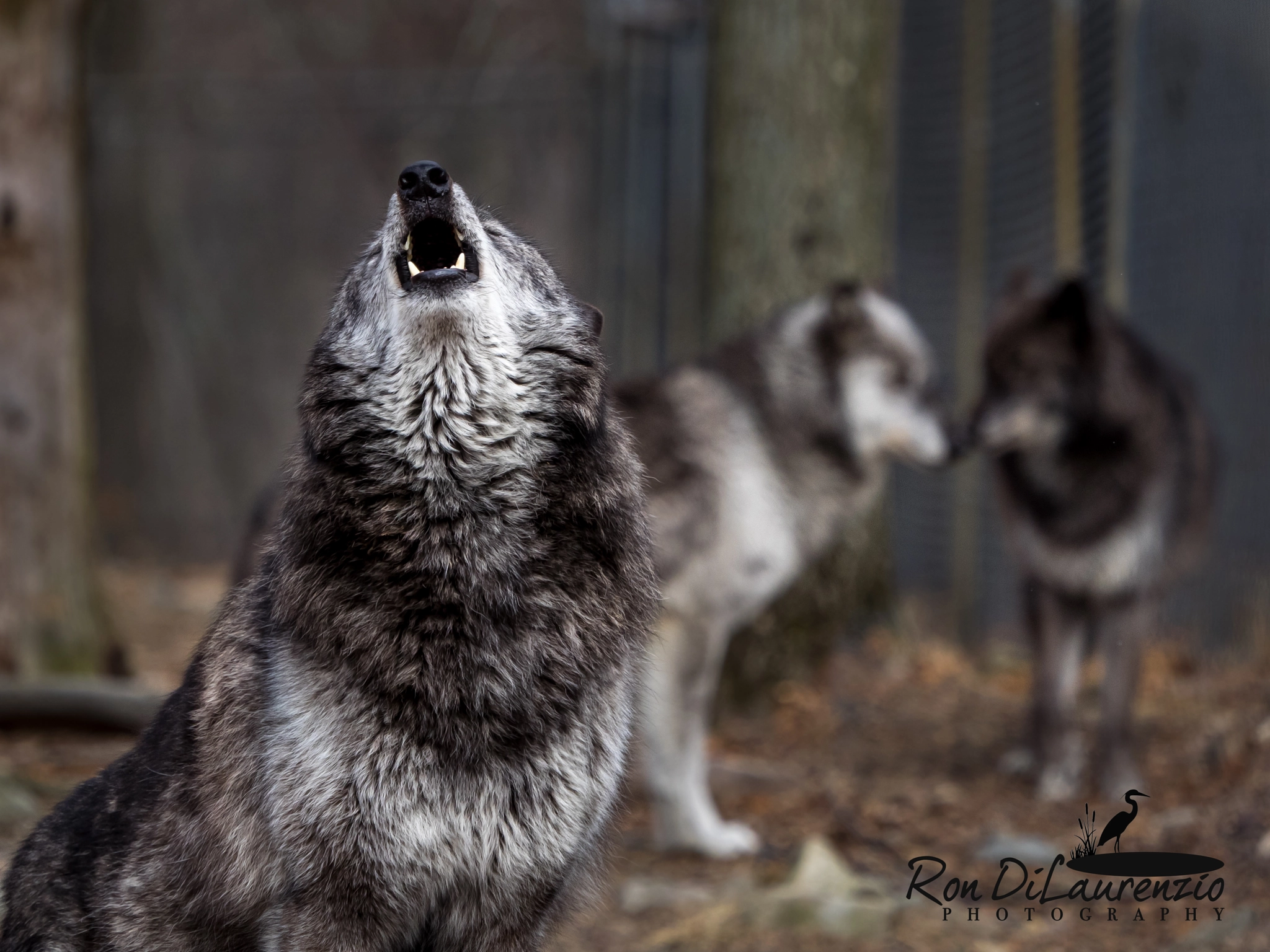 Olympus OM-D E-M1 + Olympus M.Zuiko Digital ED 40-150mm F2.8 Pro sample photo. Morning howl photography