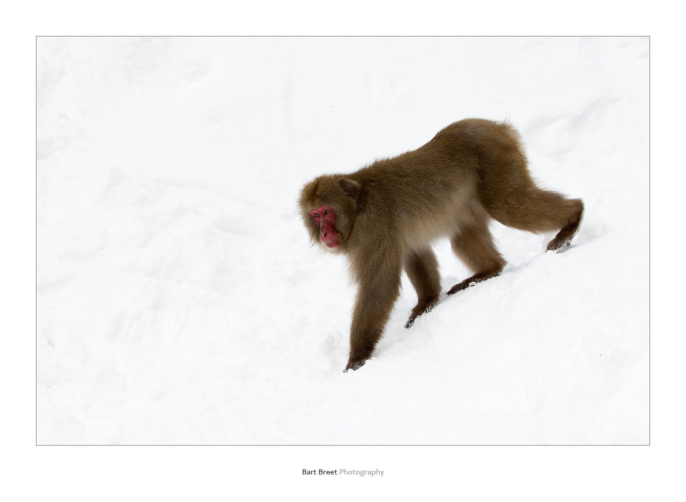 Canon EOS-1D Mark IV sample photo. The boss photography