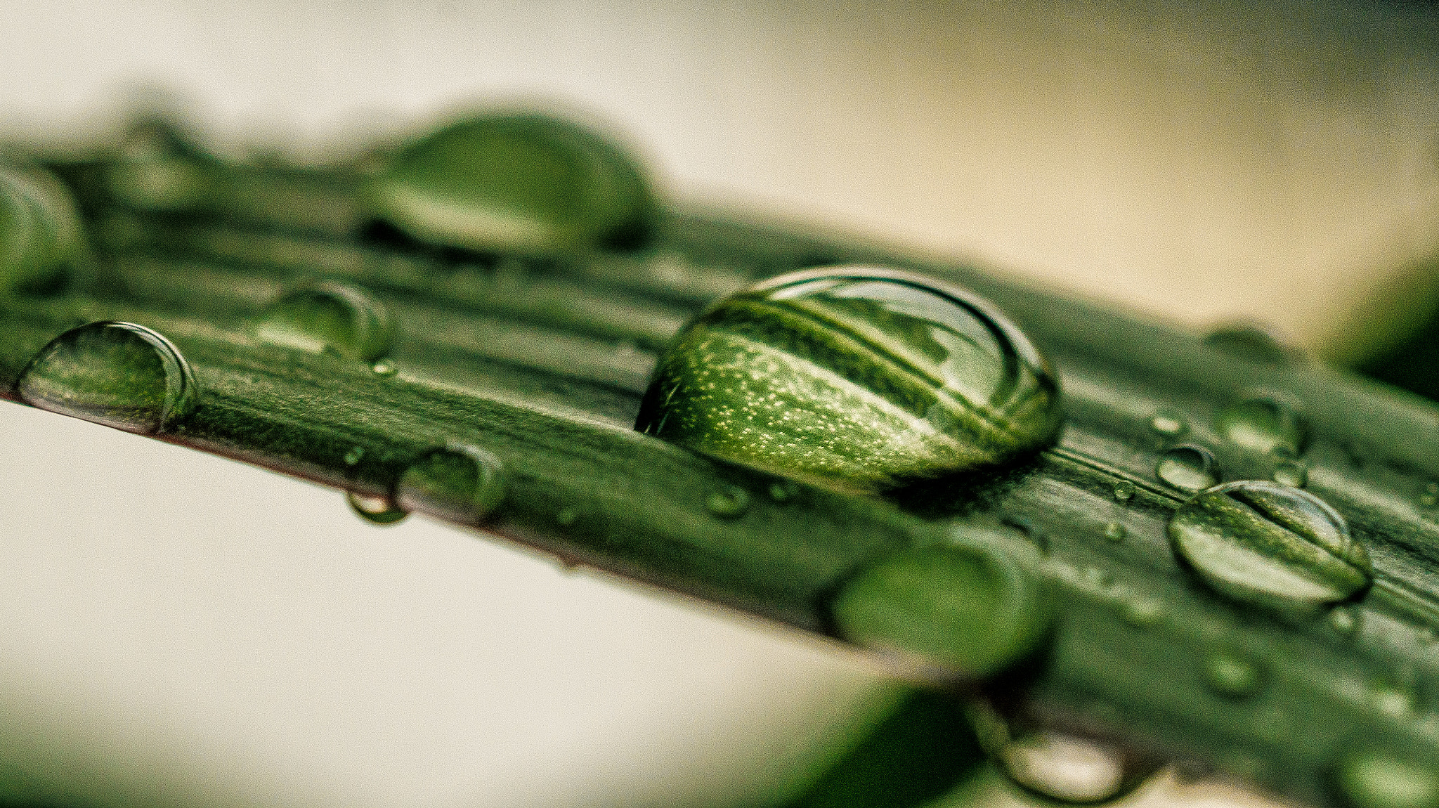 Sony SLT-A58 + MACRO 50mm F2.8 sample photo. Life drops photography