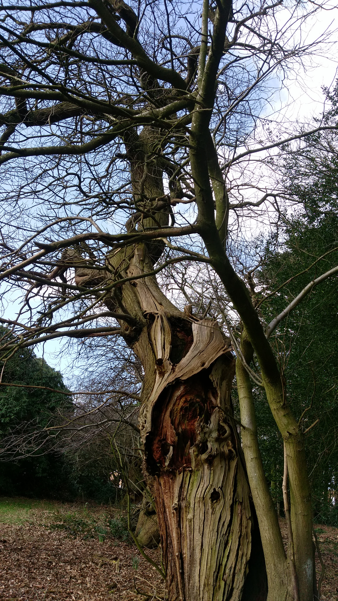 HTC ONE A9 sample photo. Wise old tree photography