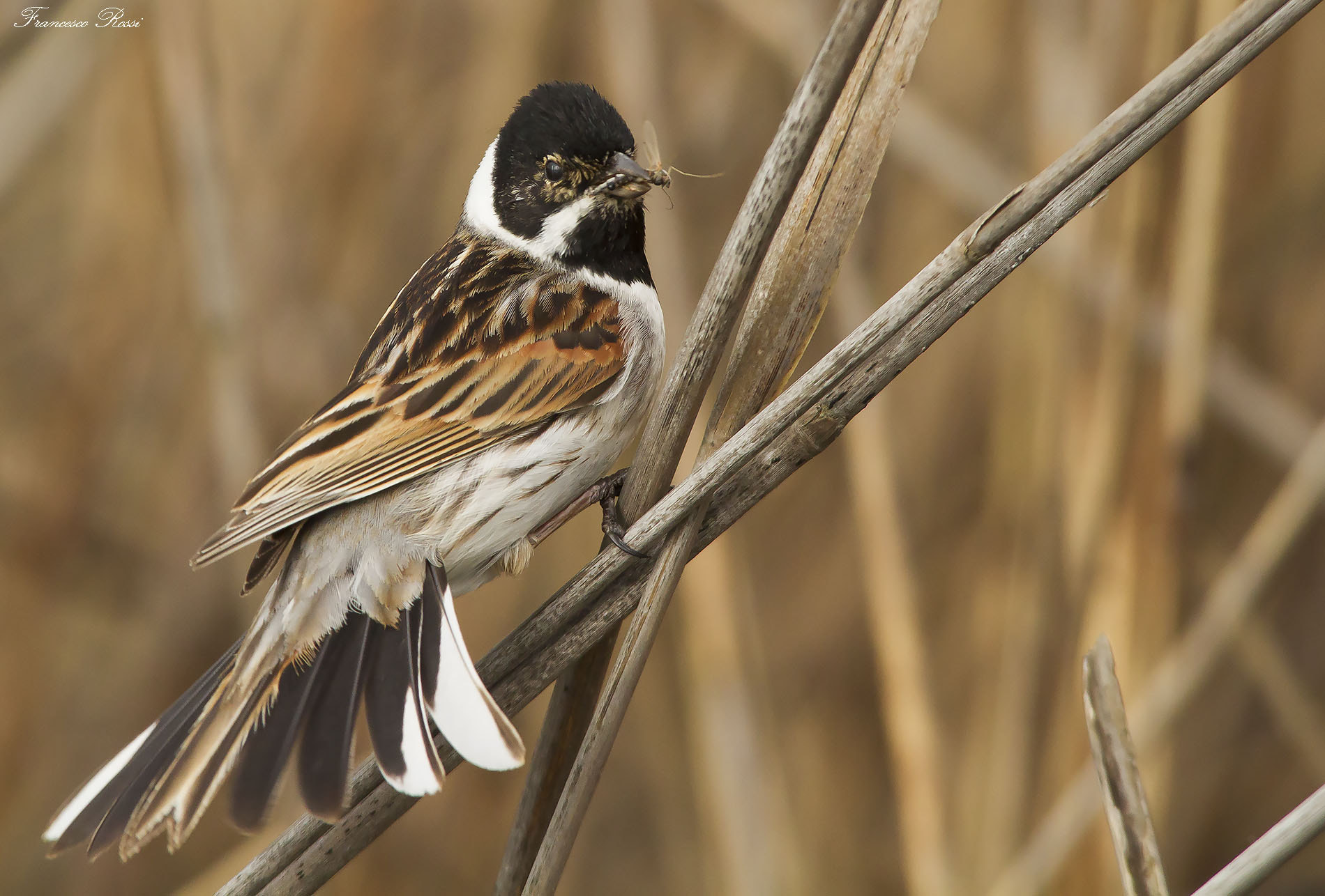 Sigma 150-500mm F5-6.3 DG OS HSM sample photo. Reed bunting, migliarino di palude  photography