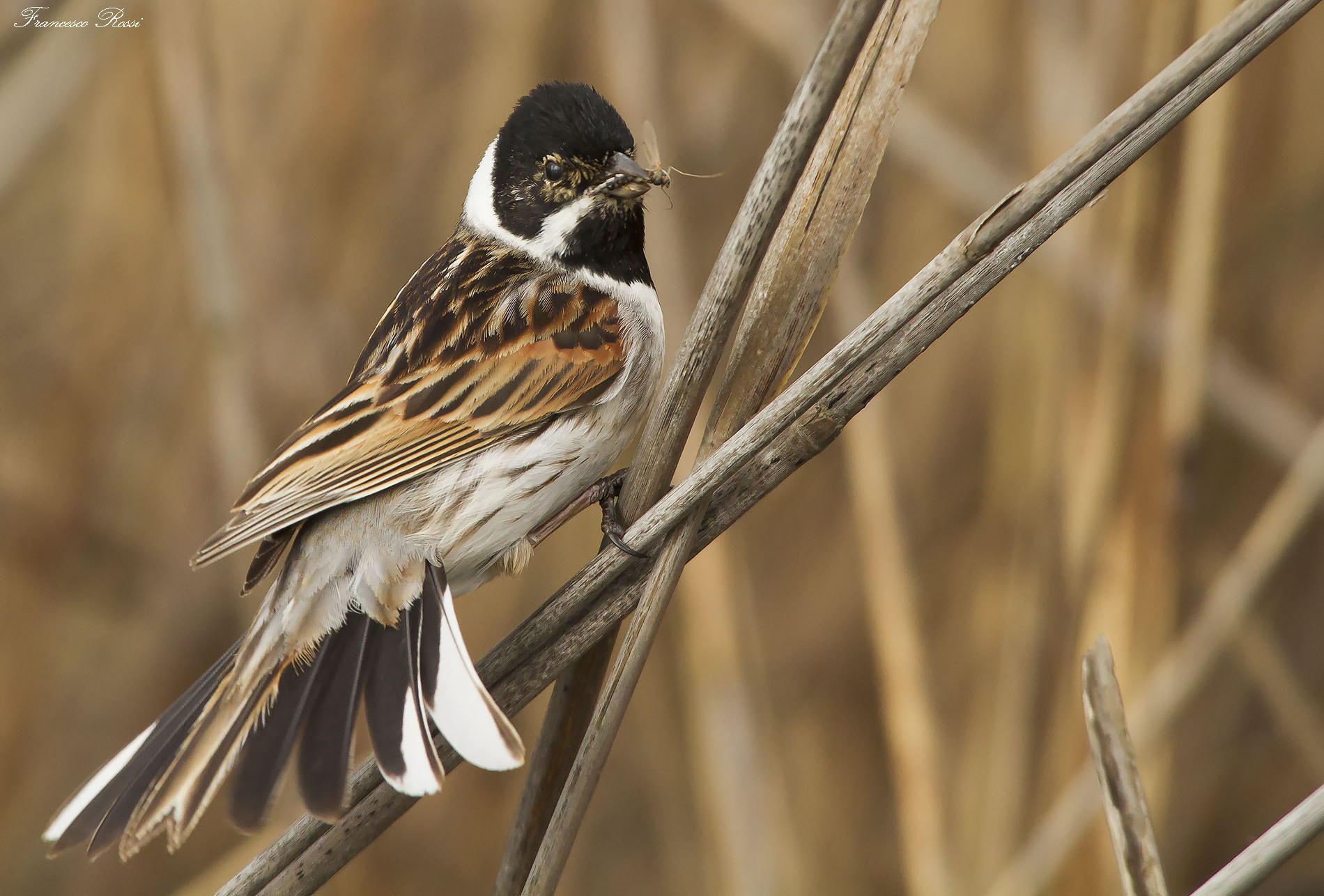 Canon EOS 7D + Sigma 150-500mm F5-6.3 DG OS HSM sample photo. Reed bunting, migliarino di palude  photography