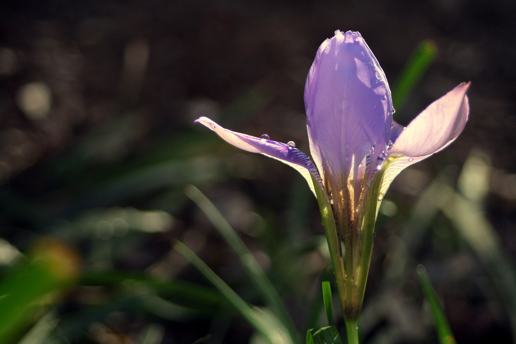 Canon EF 28-80mm f/3.5-5.6 USM IV sample photo. One flowerii photography