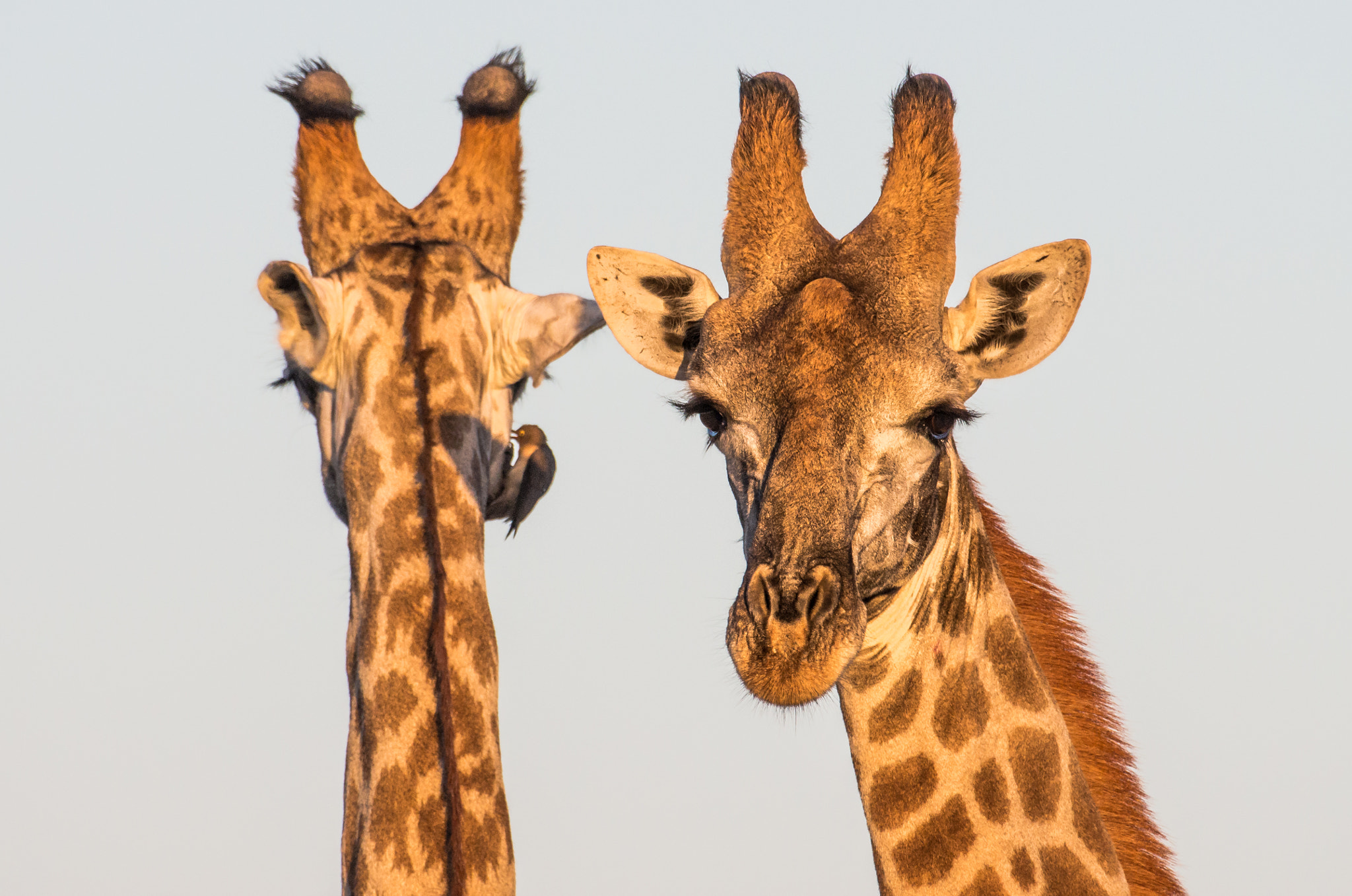 Pentax K-5 II sample photo. Giraffe closeup photography