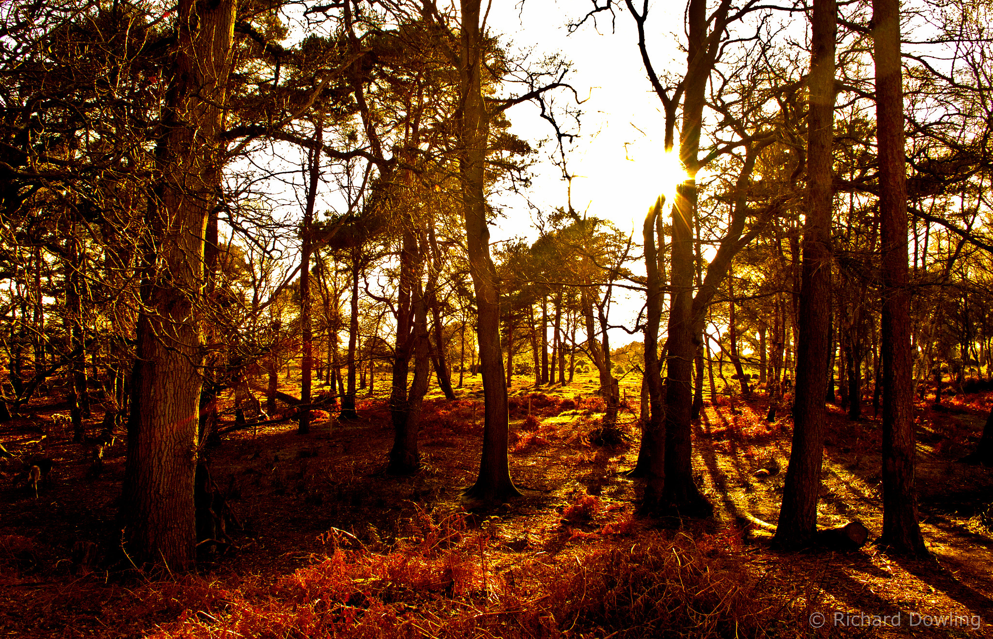 Canon EF-S 18-55mm F3.5-5.6 II sample photo. Arne woodland photography