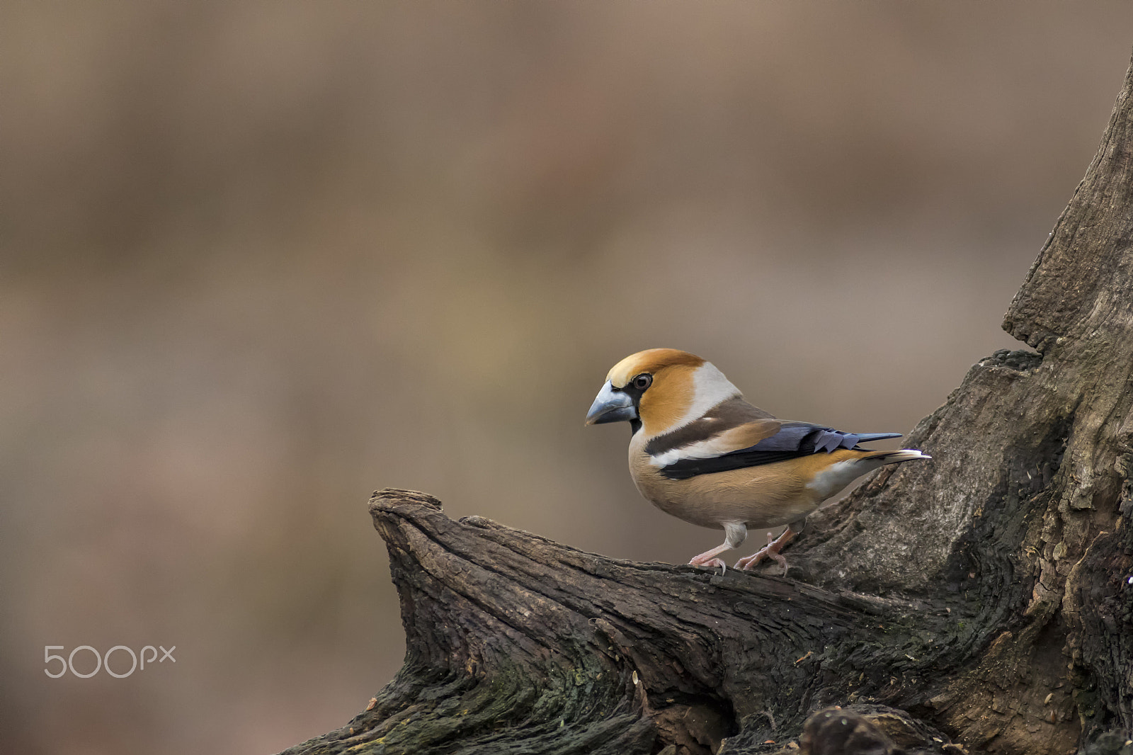 Canon EF 300mm f/2.8L sample photo. Appelvink photography