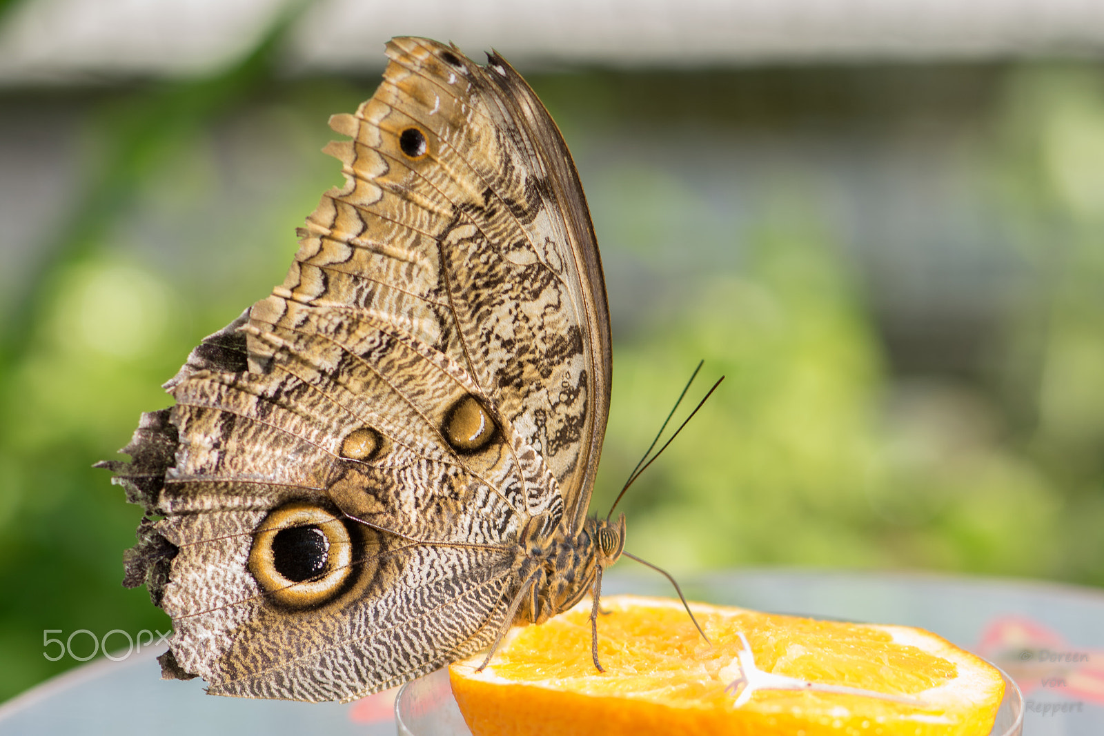 Nikon AF-S Micro-Nikkor 105mm F2.8G IF-ED VR sample photo. Schmetterling auf orange photography