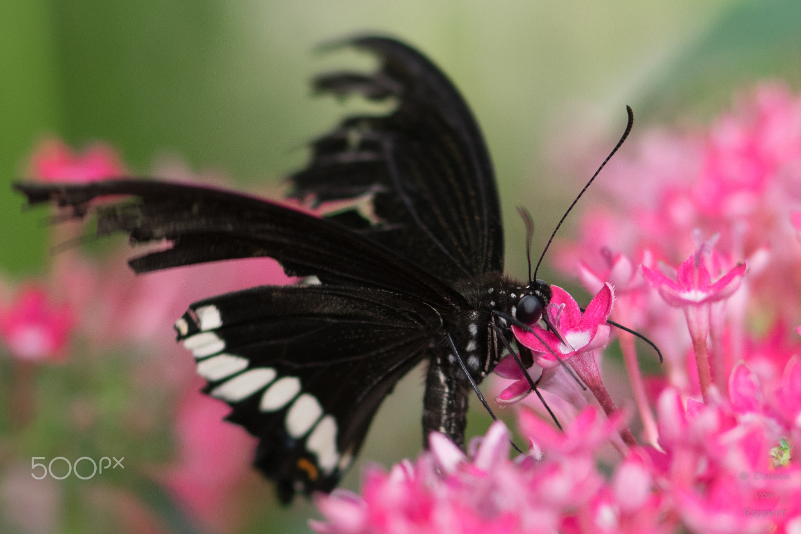 Nikon AF-S Micro-Nikkor 105mm F2.8G IF-ED VR sample photo. Schwarzer schmetterling auf blüte photography