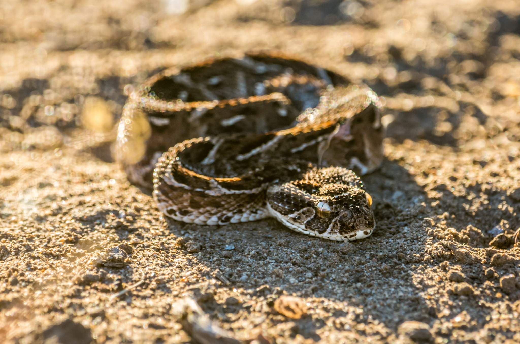 Pentax D FA 150-450mm F4.5-5.6 ED DC AW sample photo. Young puffadder photography