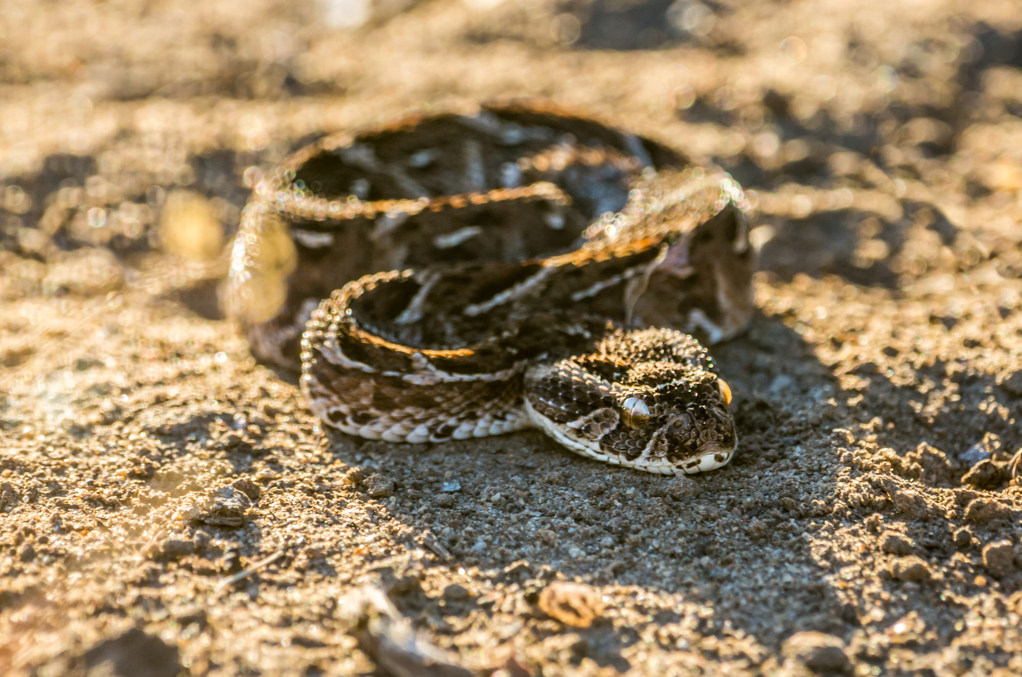 Pentax K-5 II sample photo. Young puffadder photography