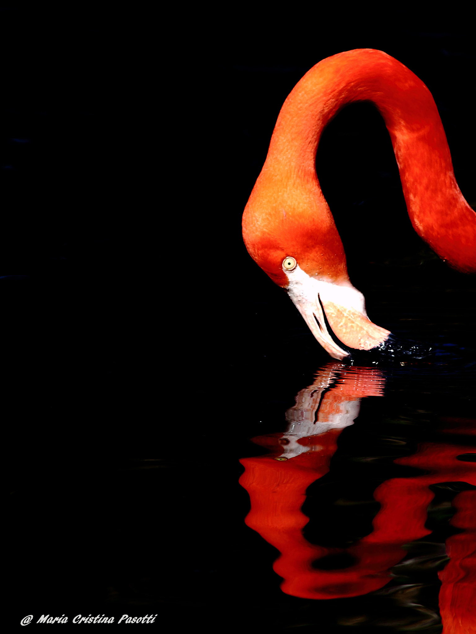 Canon EF 70-300mm F4-5.6 IS USM sample photo. Flamingo photography