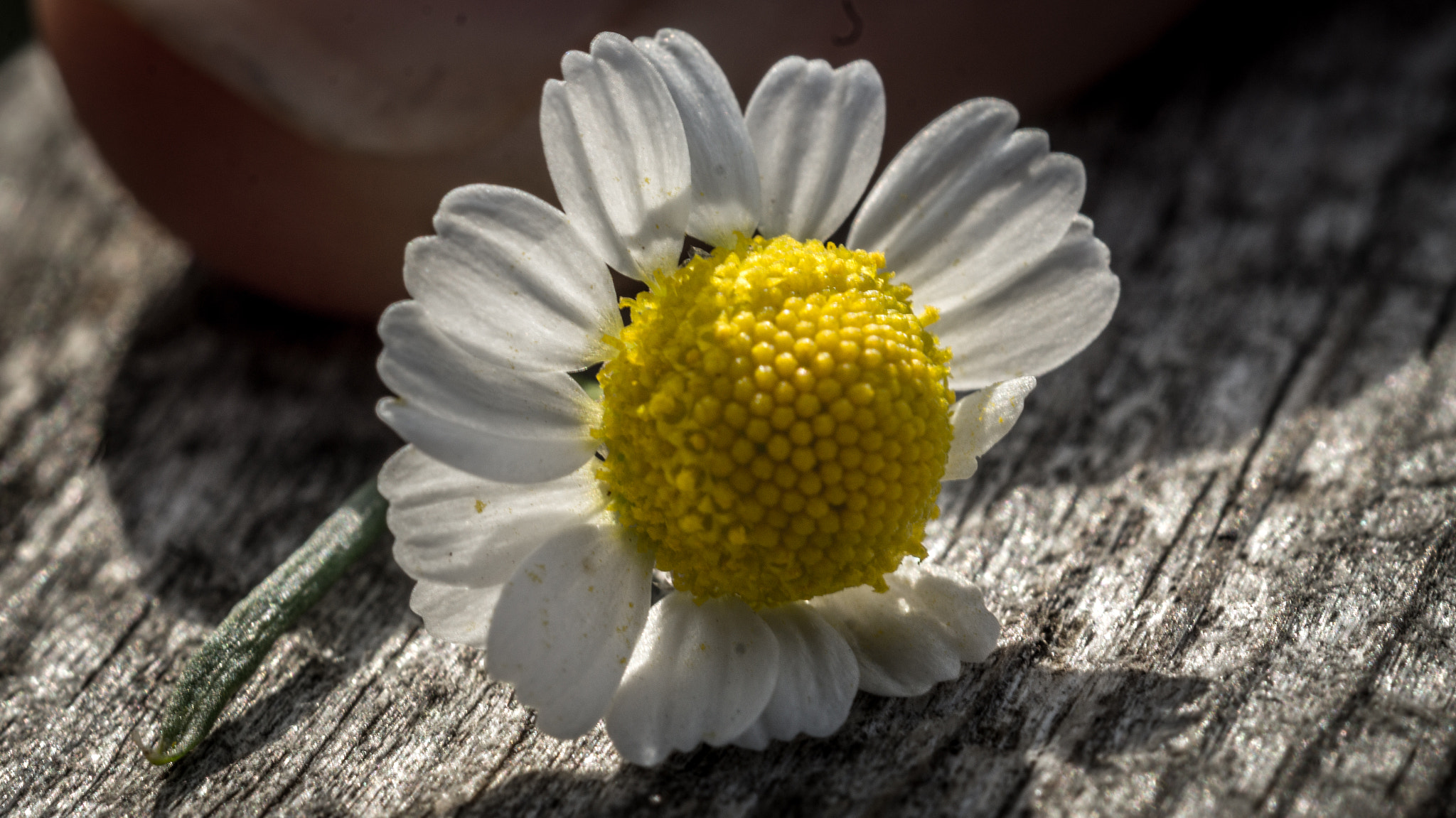 Sony SLT-A58 + MACRO 50mm F2.8 sample photo. Daisy photography