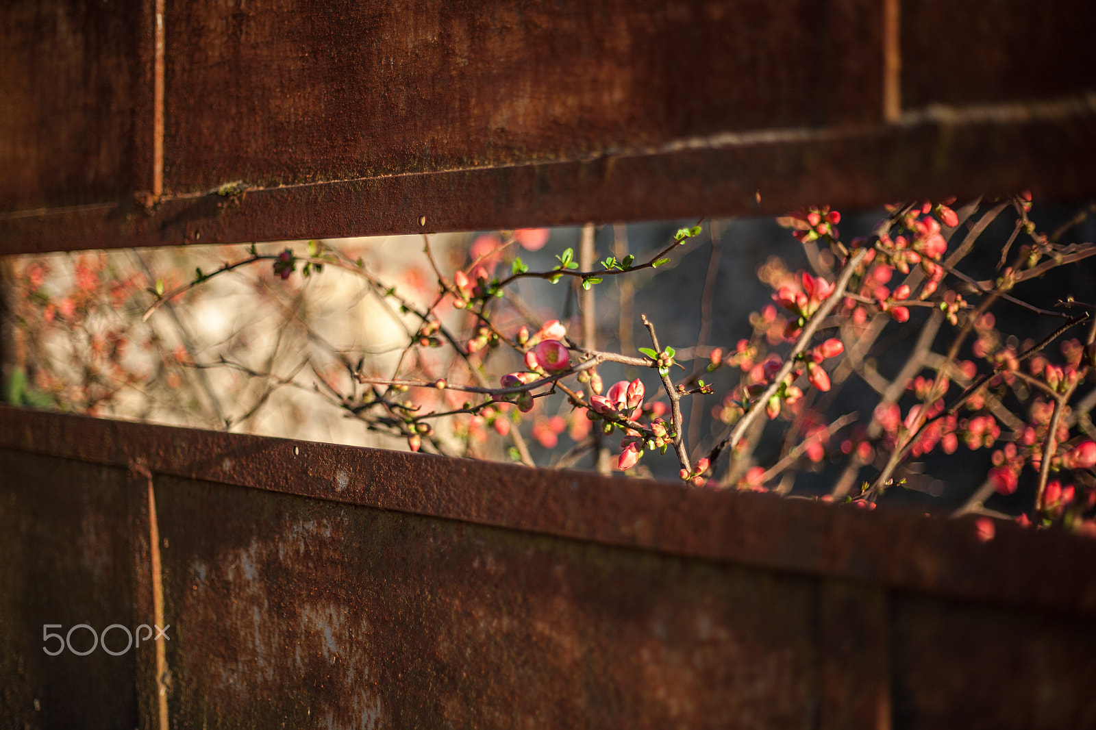 Canon EOS 5D + Canon EF 50mm F1.8 II sample photo. Catching the last rays of setting sun photography