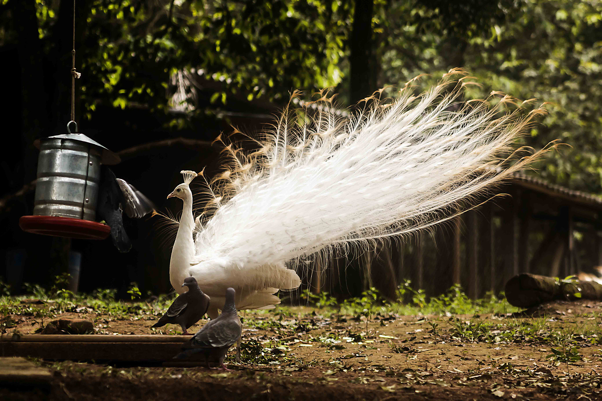 Canon EOS 70D + EF75-300mm f/4-5.6 sample photo. O branco photography