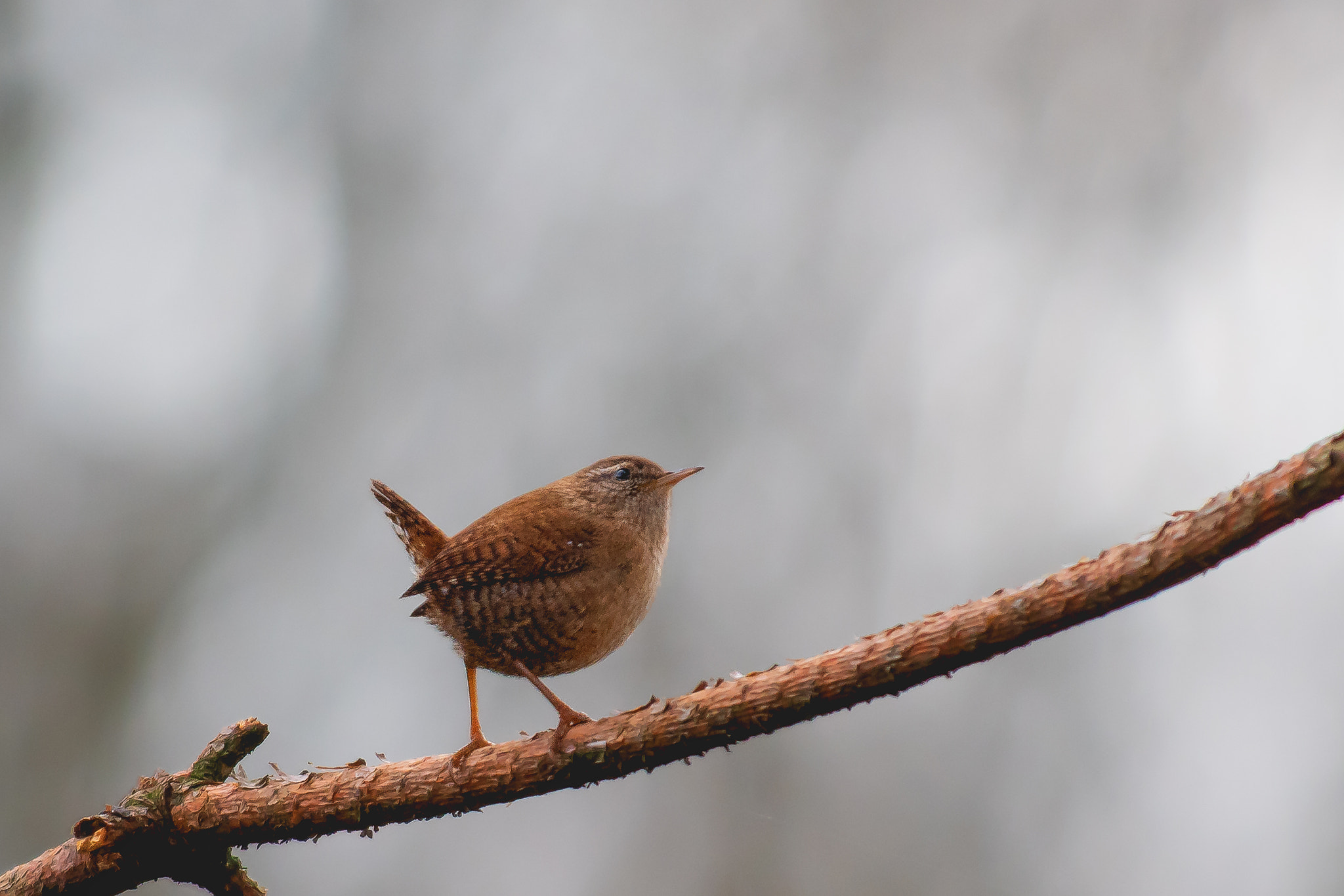 Nikon D500 sample photo. Wren... photography