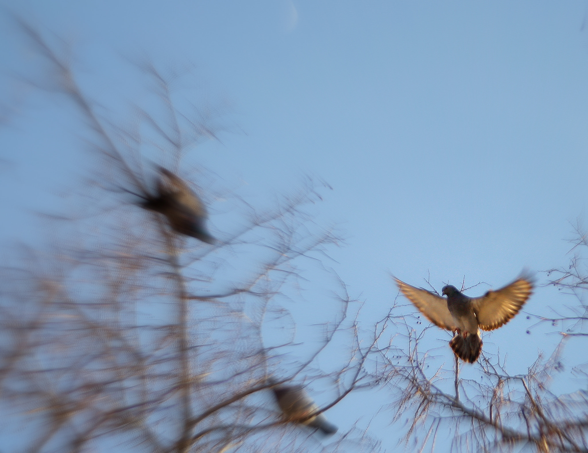 Canon EF 28-80mm f/3.5-5.6 USM IV sample photo. Flying bird photography