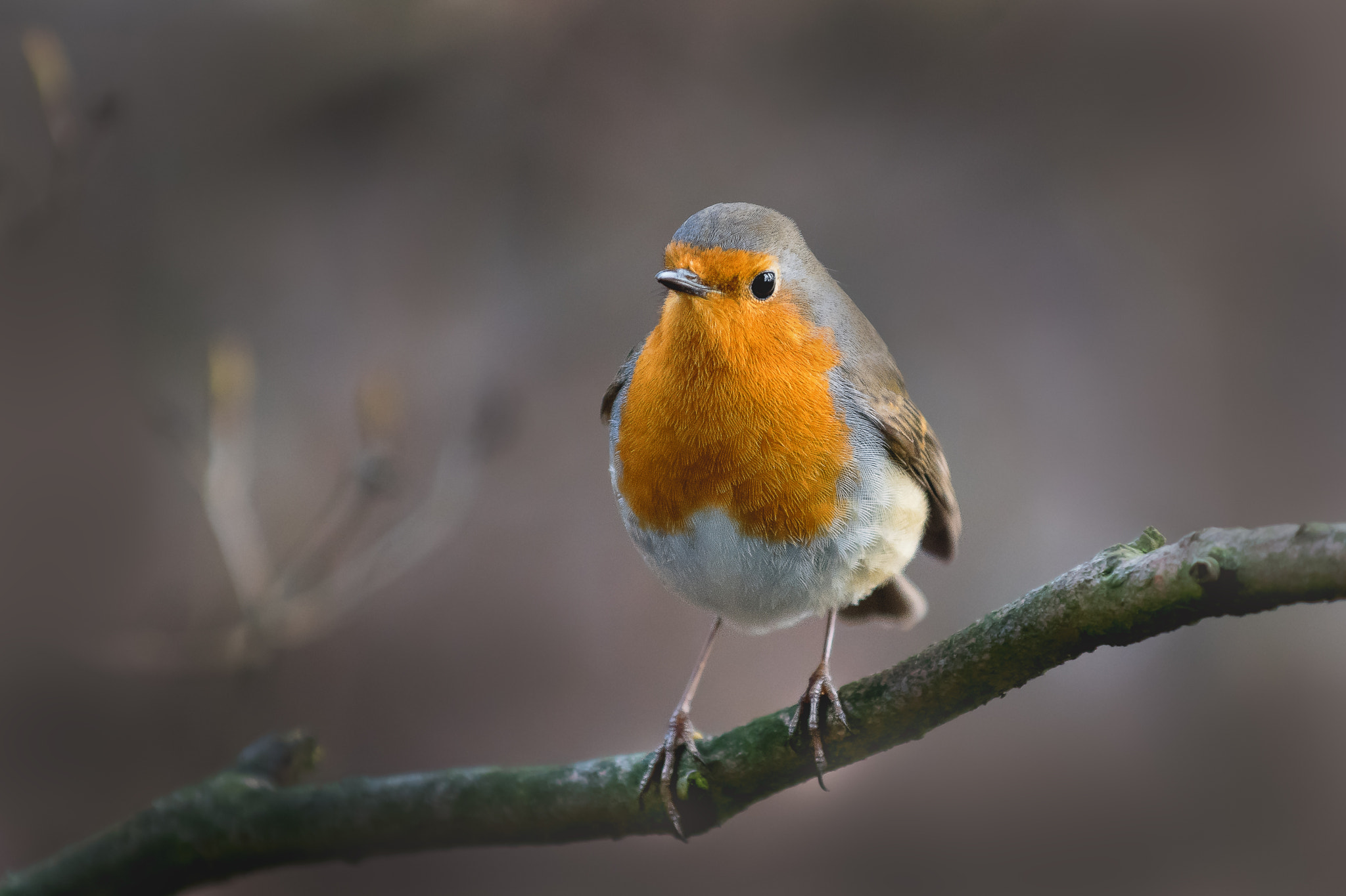 Nikon D500 sample photo. Robin... photography