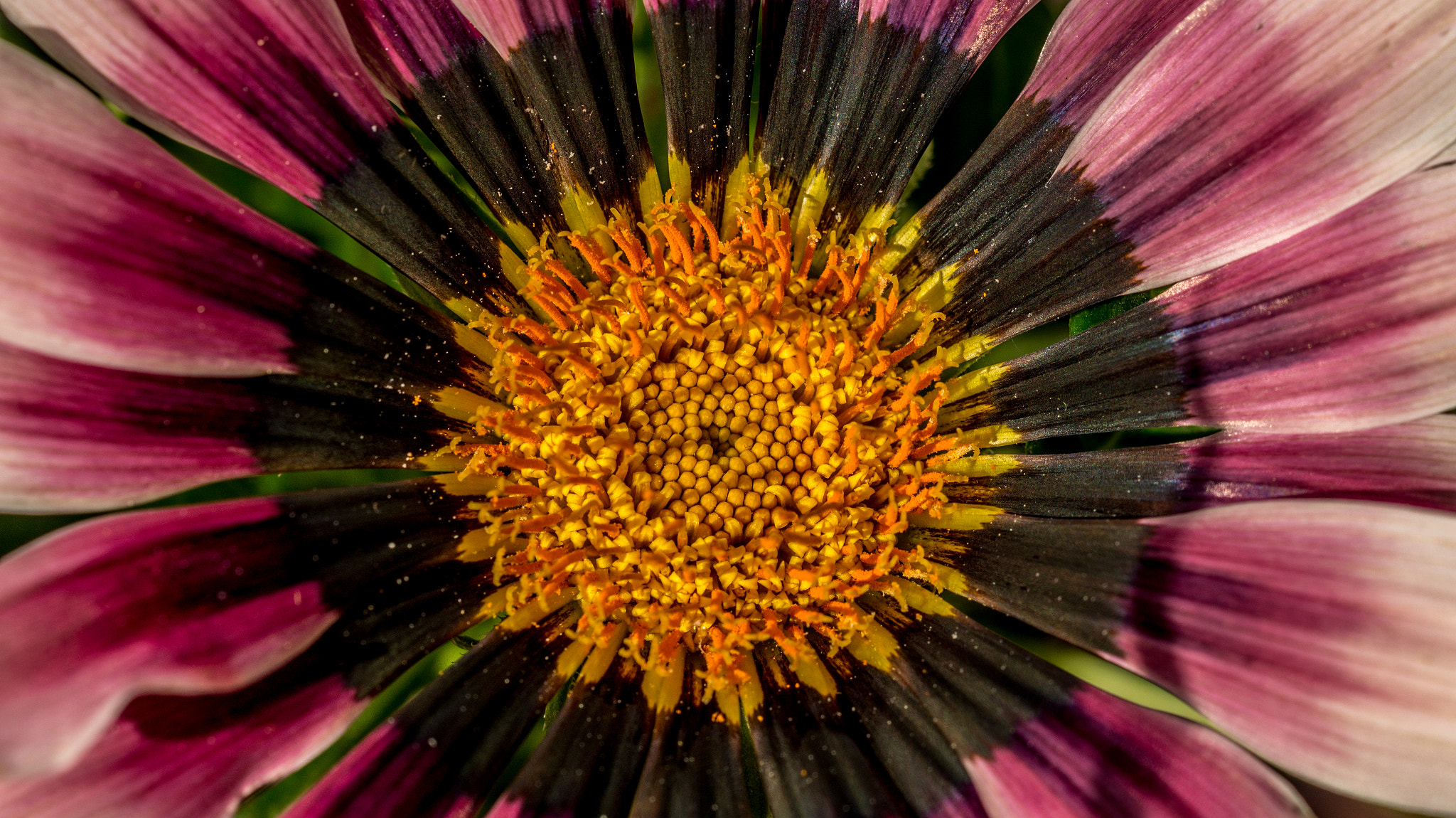 Sony SLT-A58 + MACRO 50mm F2.8 sample photo. Flower photography