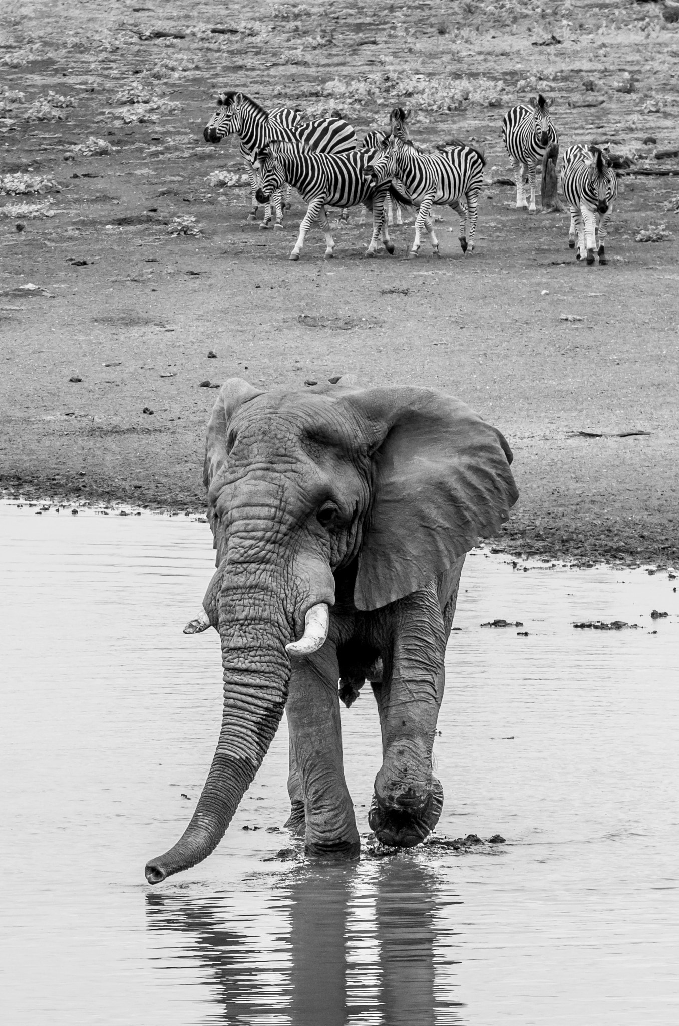 Pentax K-5 II sample photo. Elephant at the waterhole photography