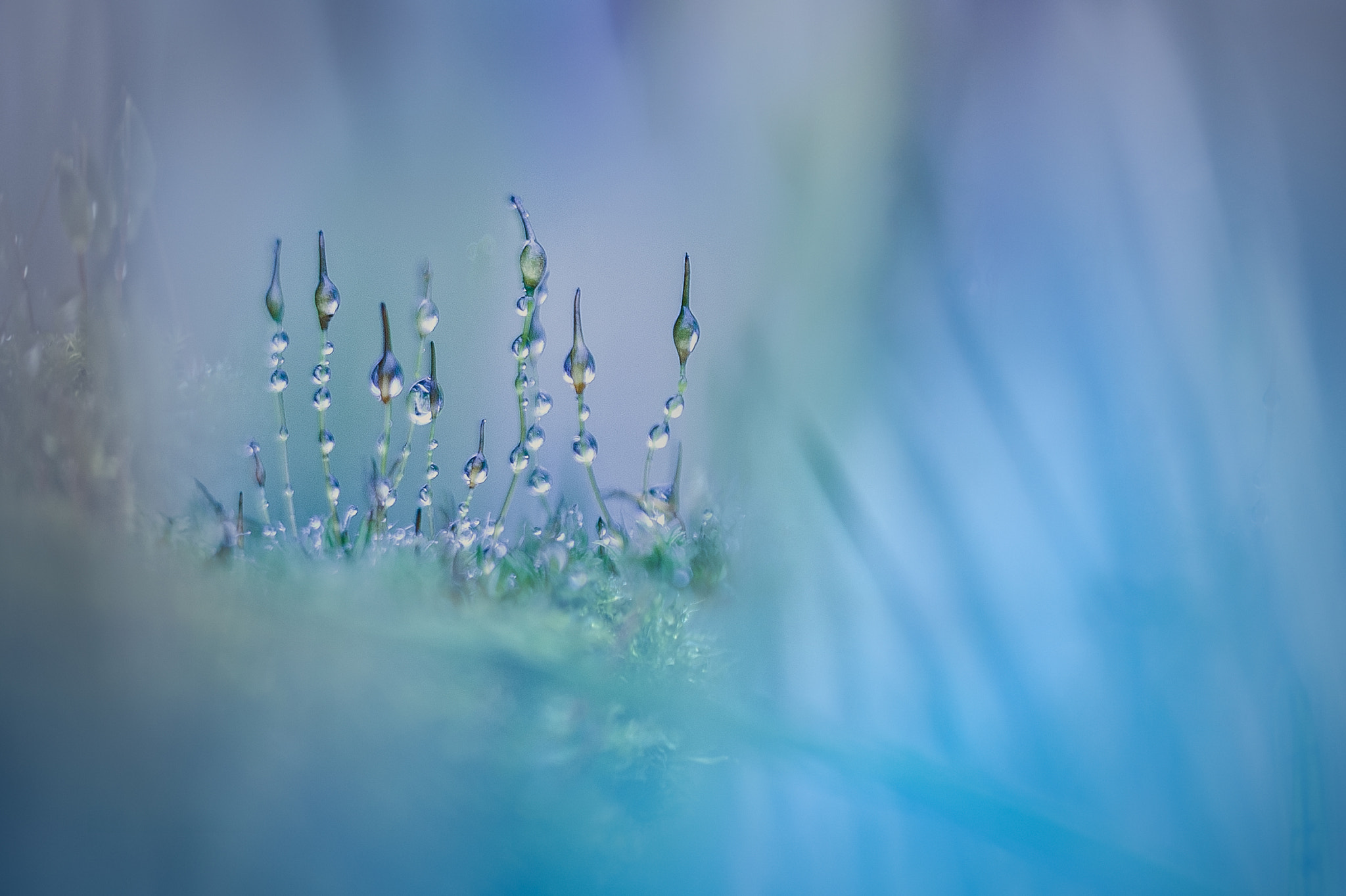 Sigma 150mm F2.8 EX DG Macro HSM sample photo. Moss........... photography