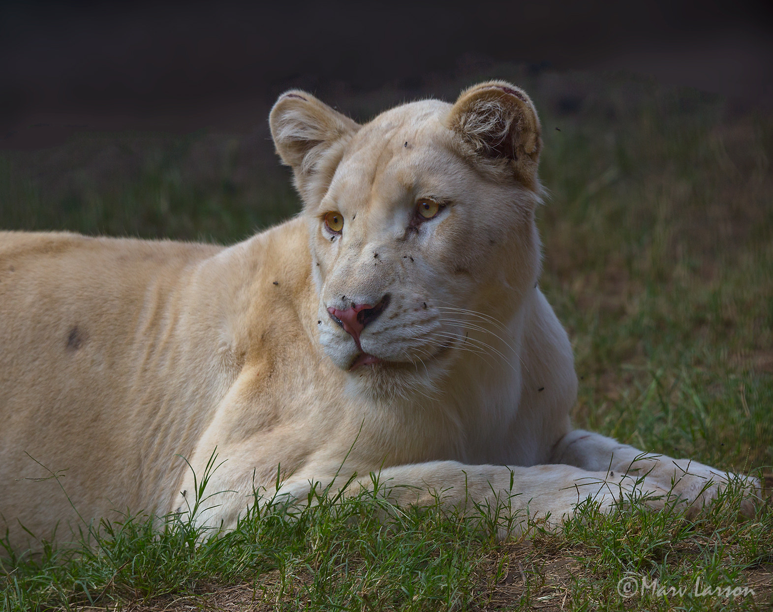Tamron SP 150-600mm F5-6.3 Di VC USD sample photo. Lioness photography